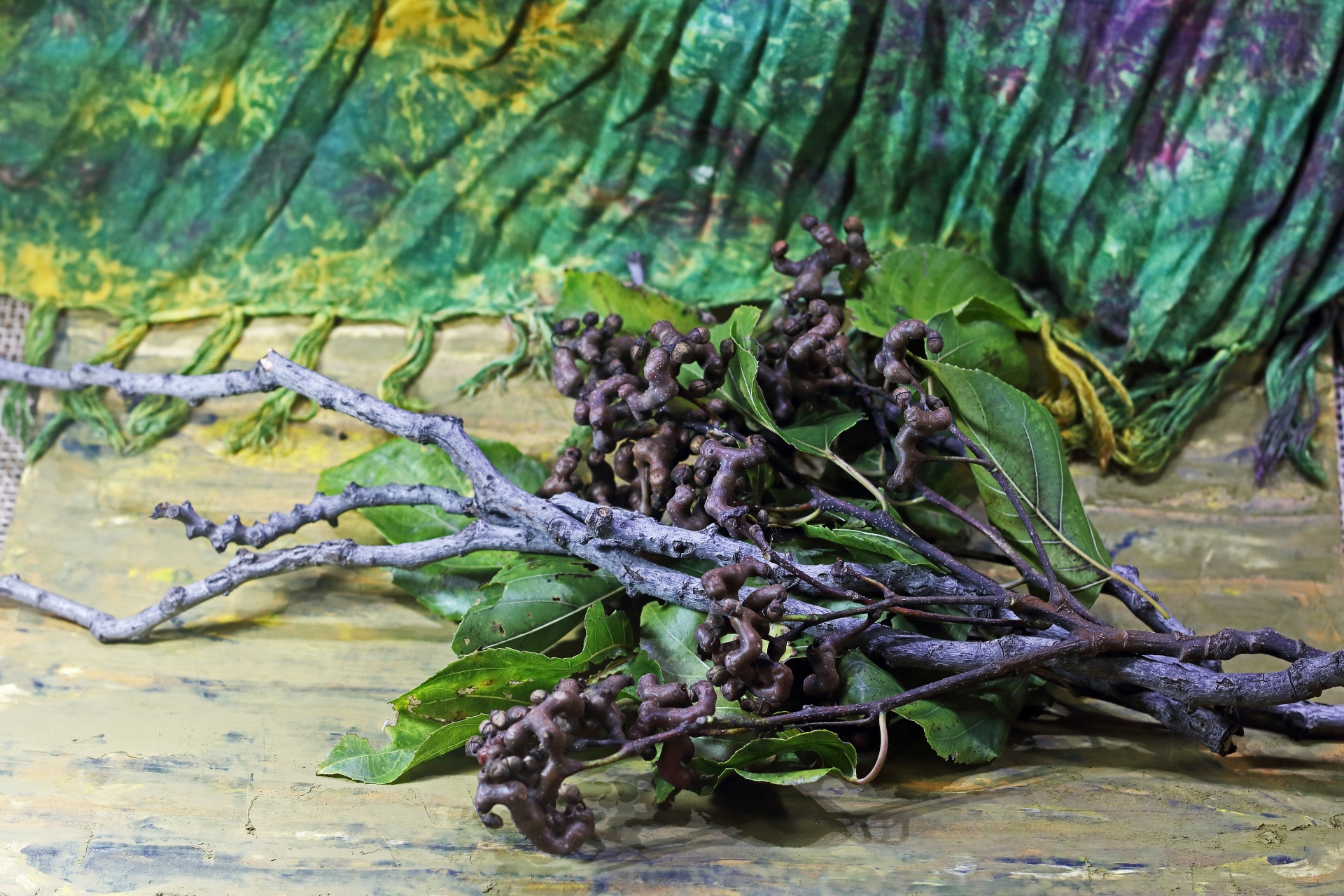 clusters of ripe japanese raisins with twigs and green leaves with fringed green cloth