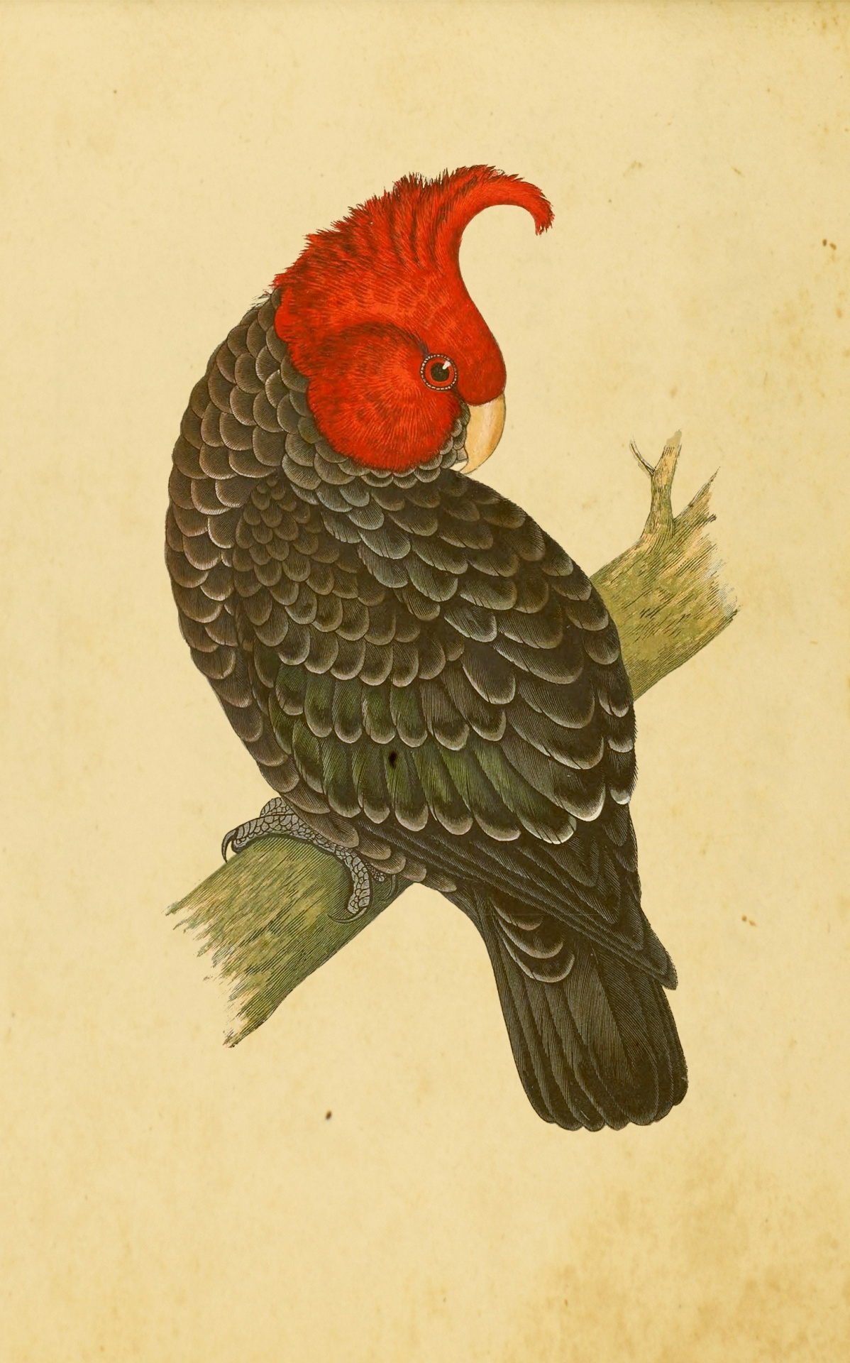 Cockatoo Vintage Bird Art