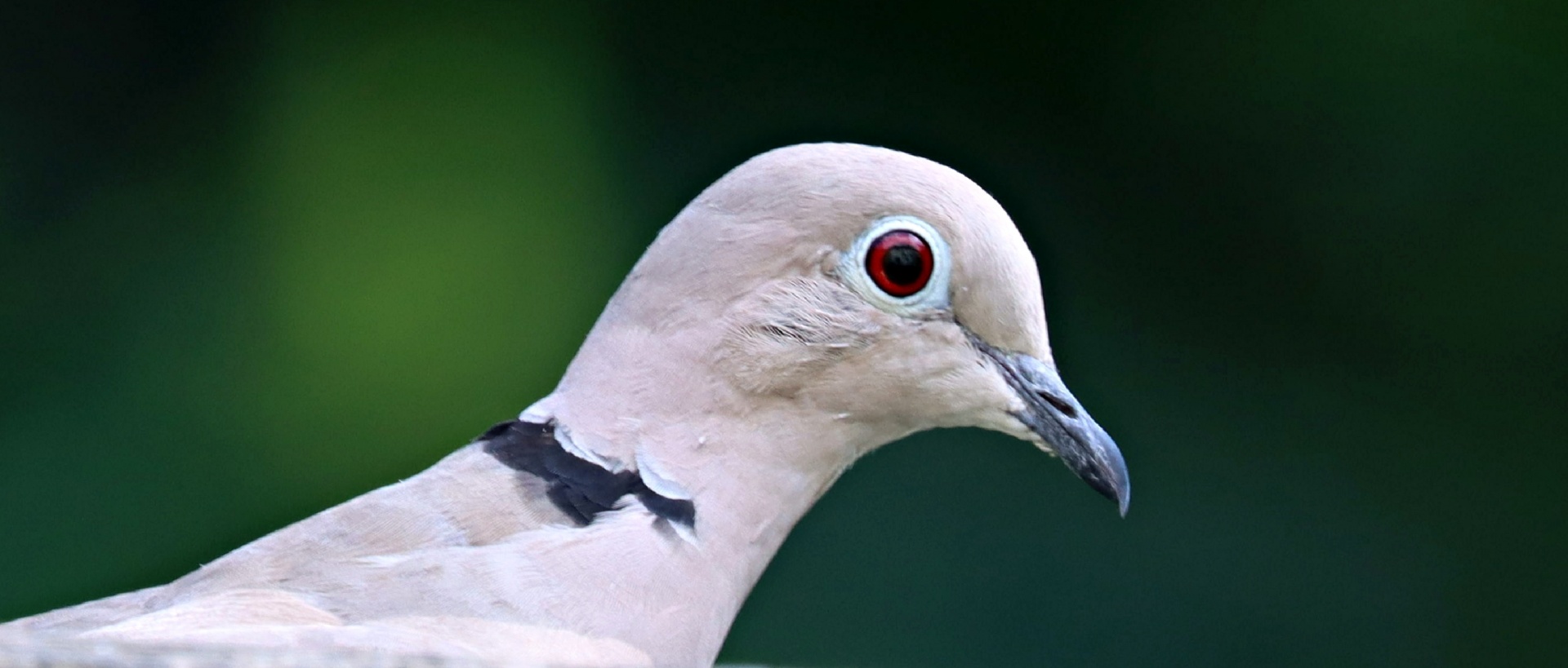 Head of collared dove