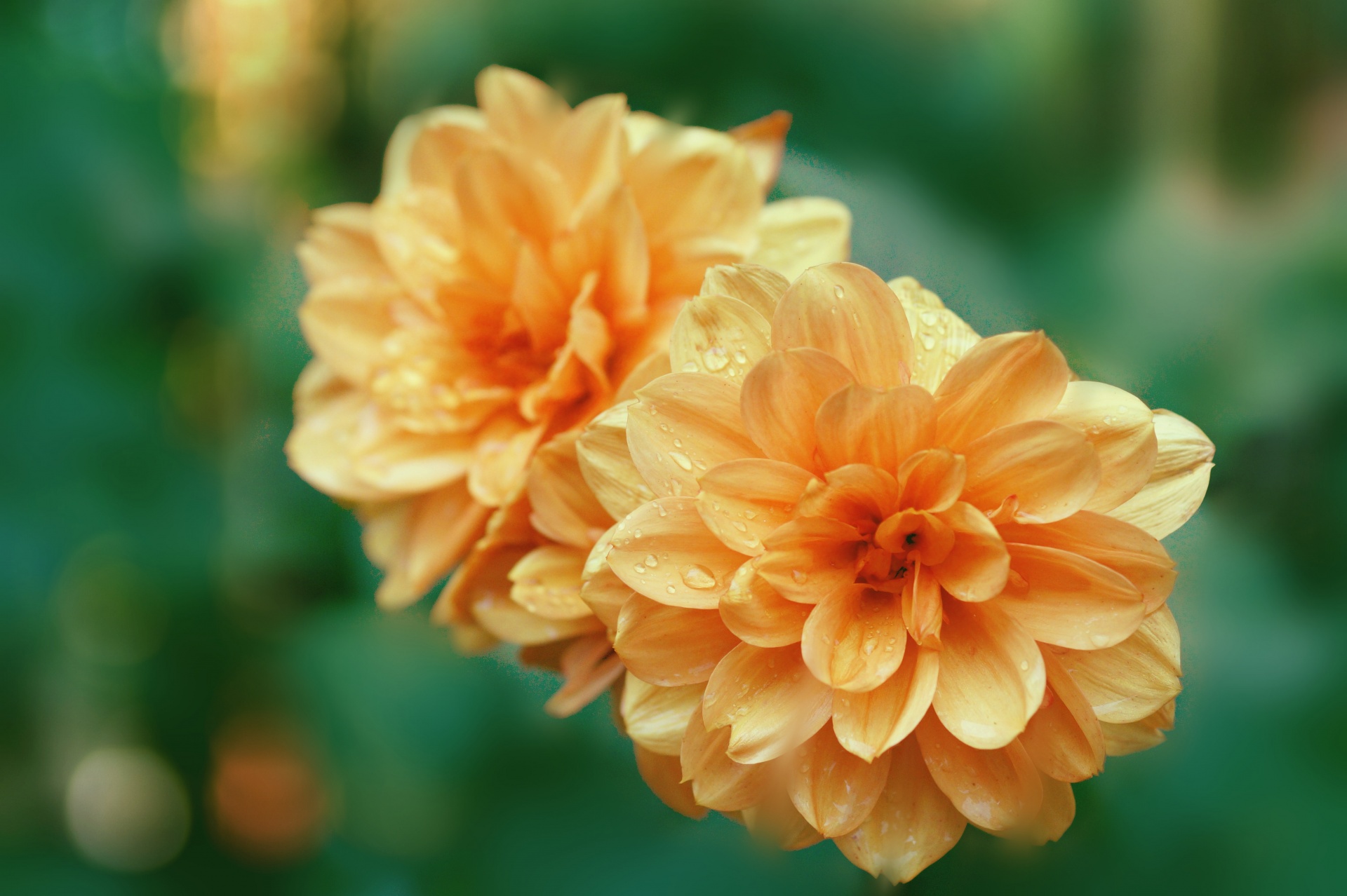 Dahlia Flowers Blossom Orange