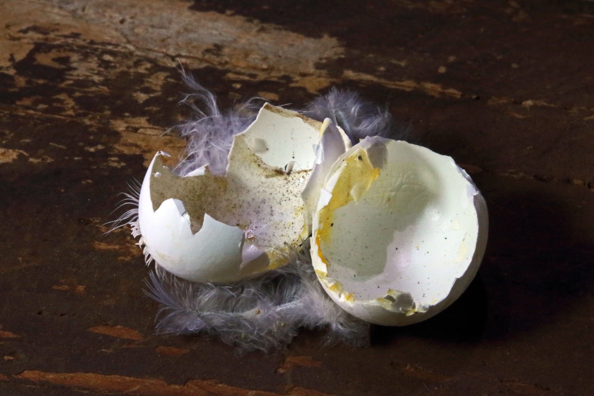 Pieces Of Broken Bird's Egg