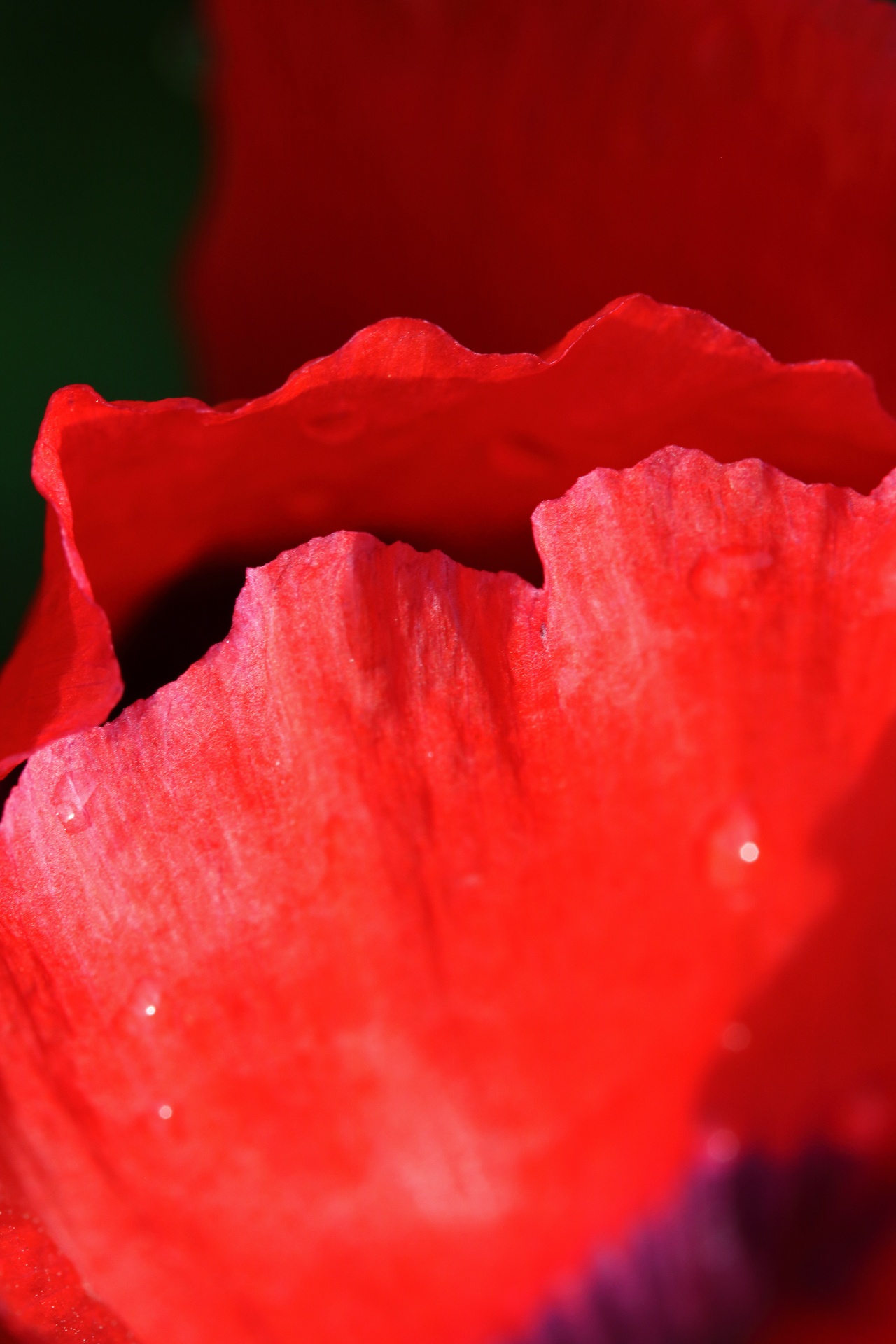 Edges Of Red Poppy Flower