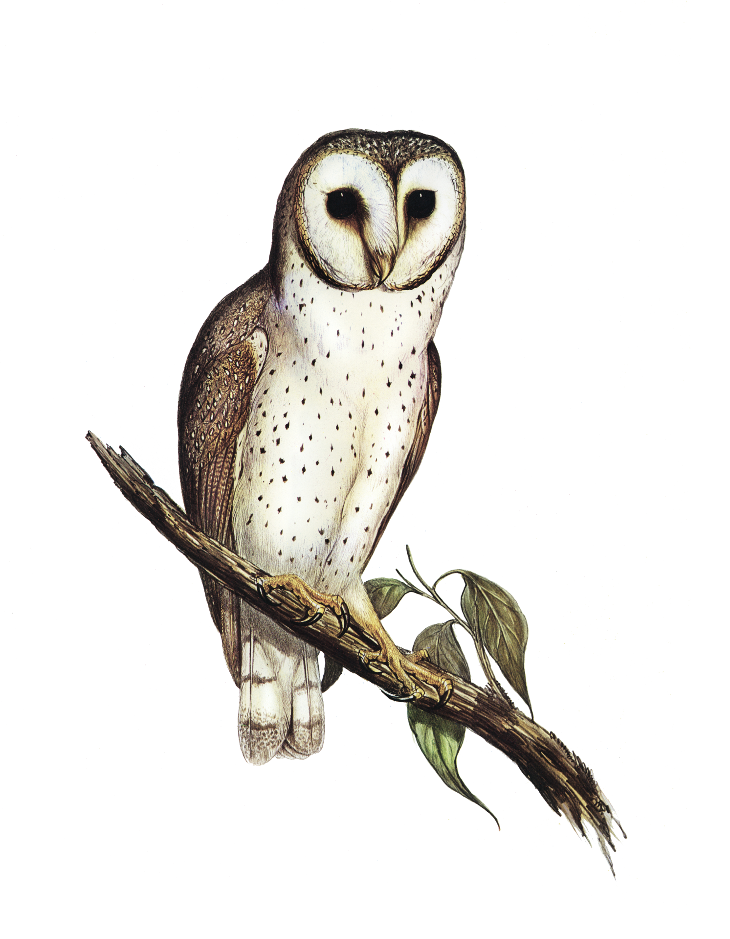 Owl barn owl vintage clipart sticker art old illustration painting bird raptor drawing picture colors digitally edited stains removed cleaned cut out transparent background png collection picture