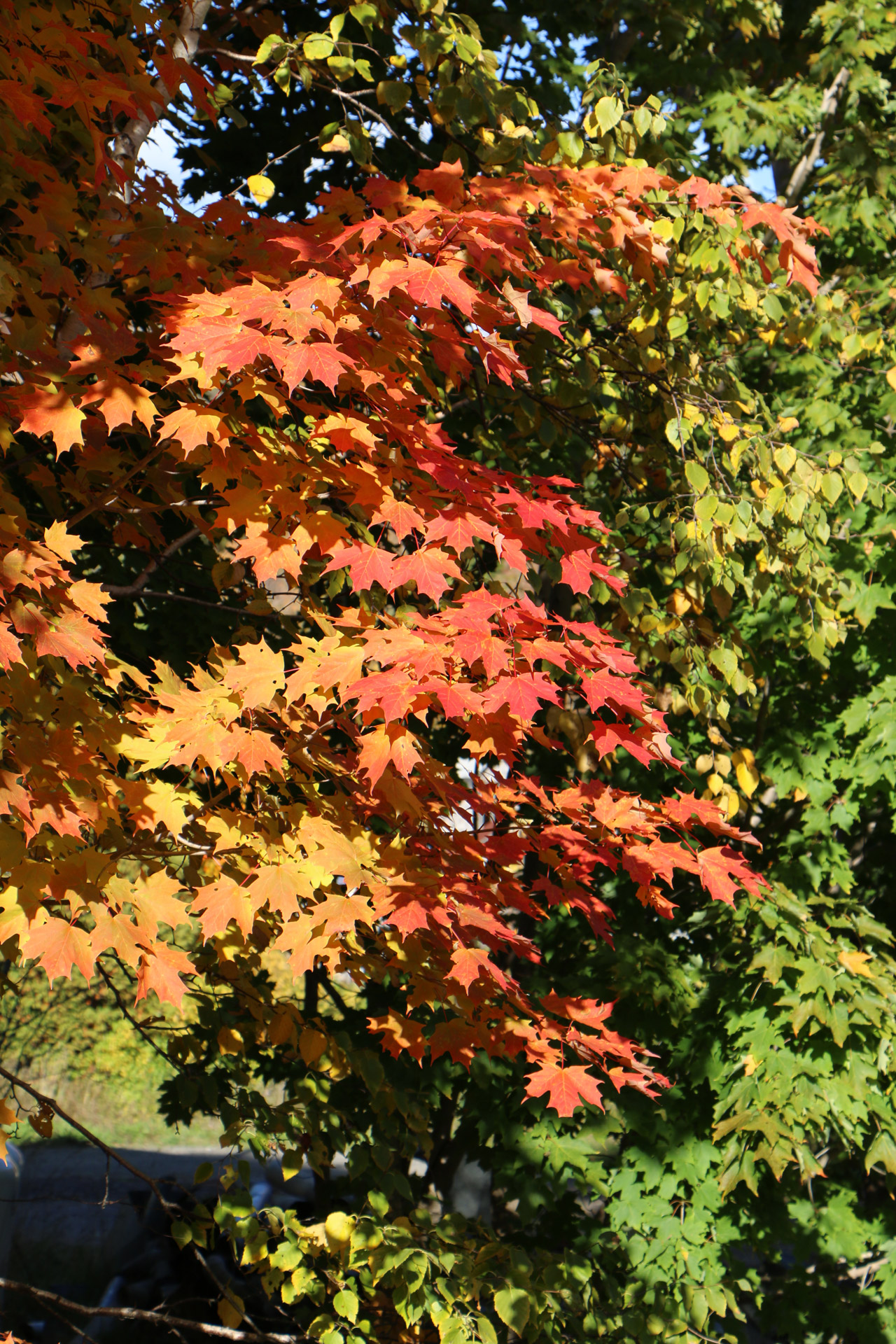 Fall Maple & Green Maple