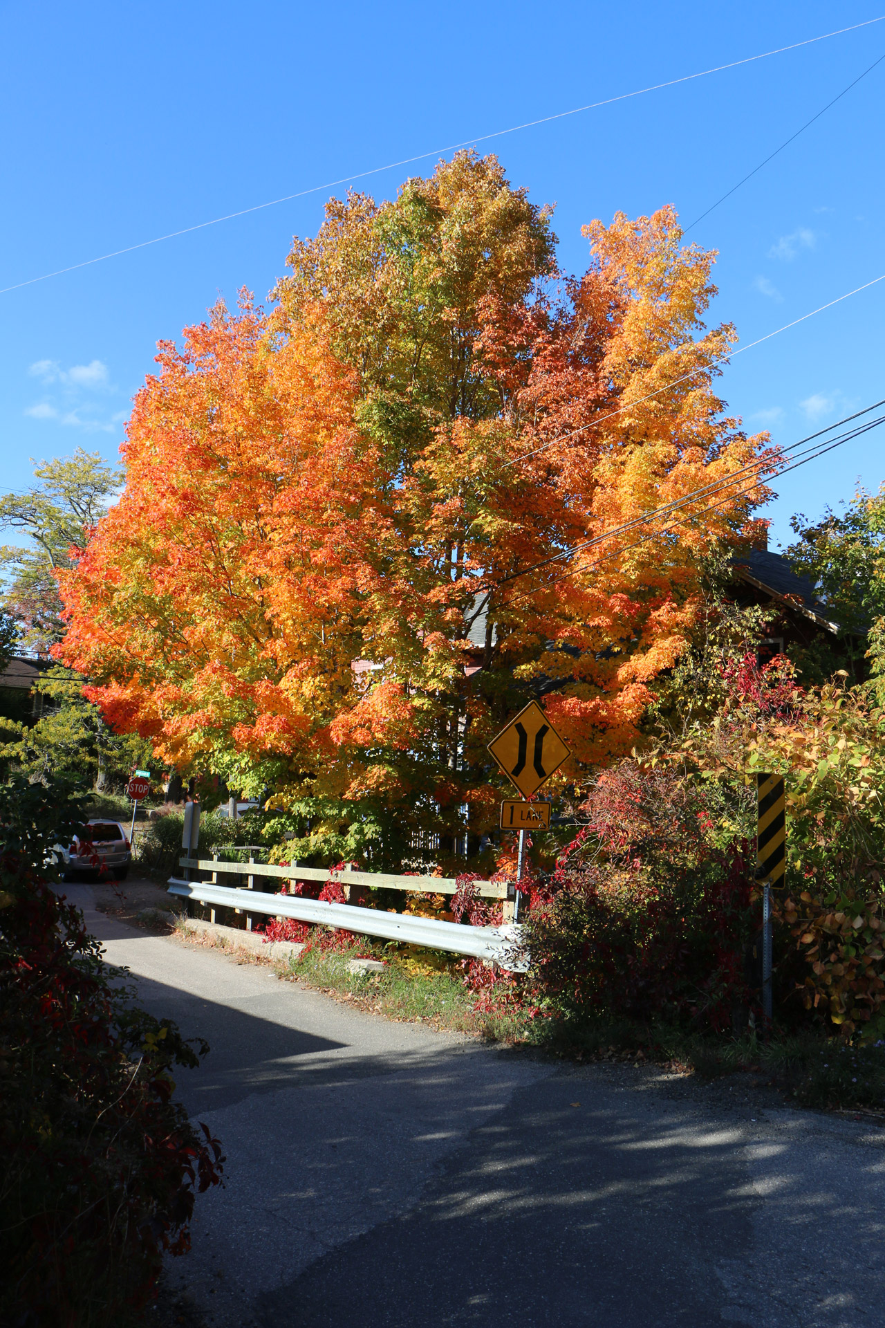 Fall Tree & Bridge