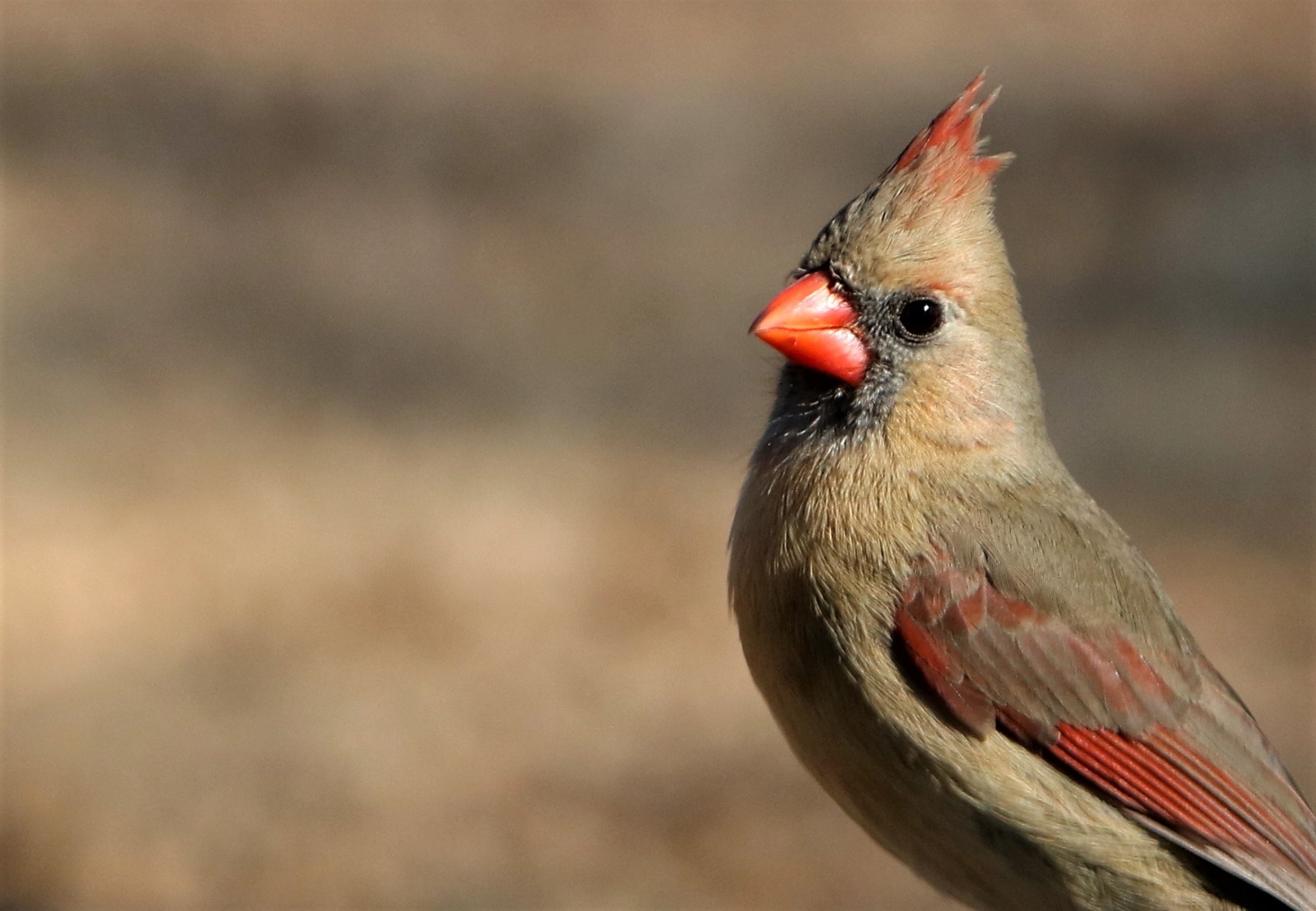 Close-up of a female Northern Cardinal bird with copy space.