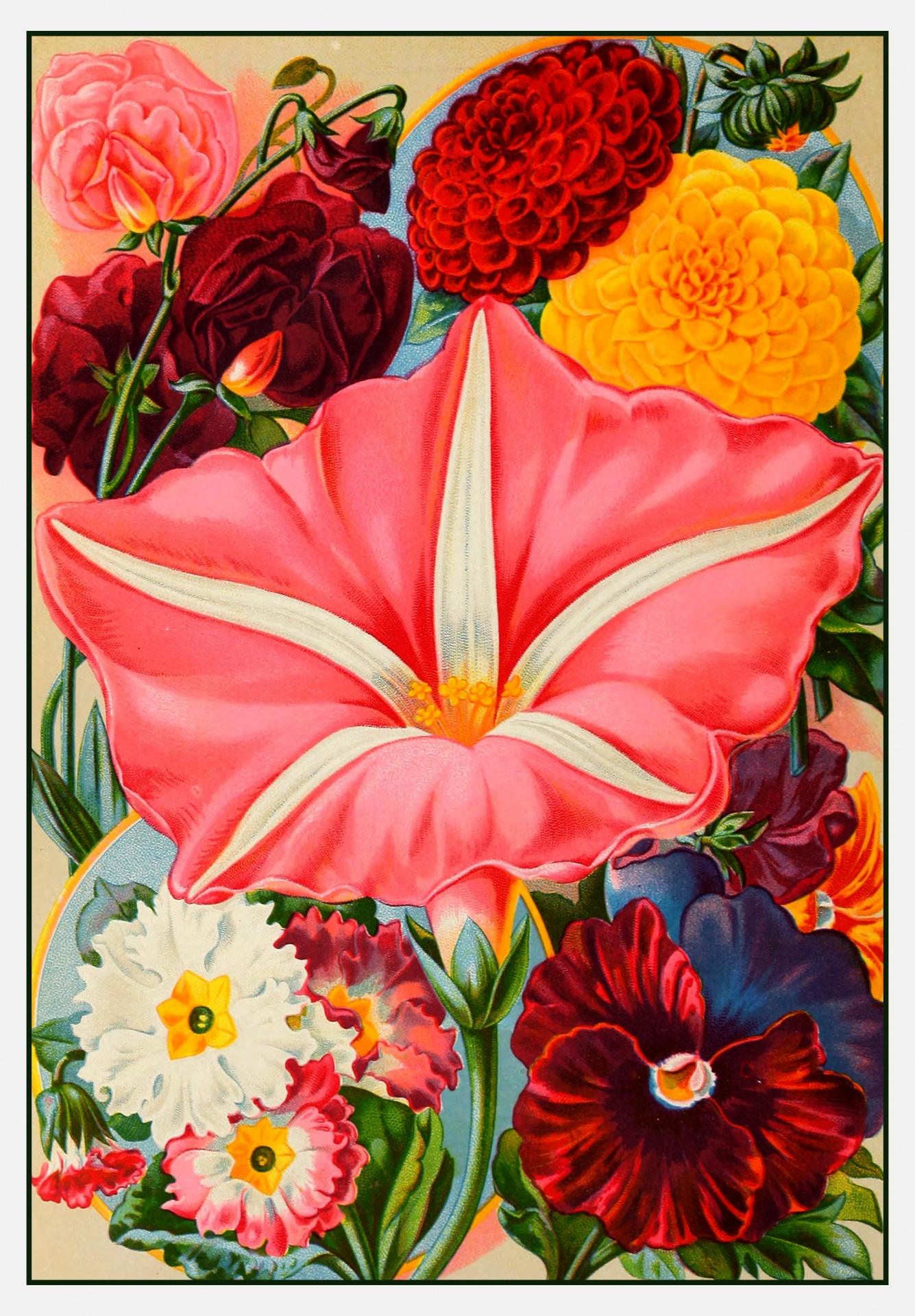 Flowers Vintage Seed Catalogue