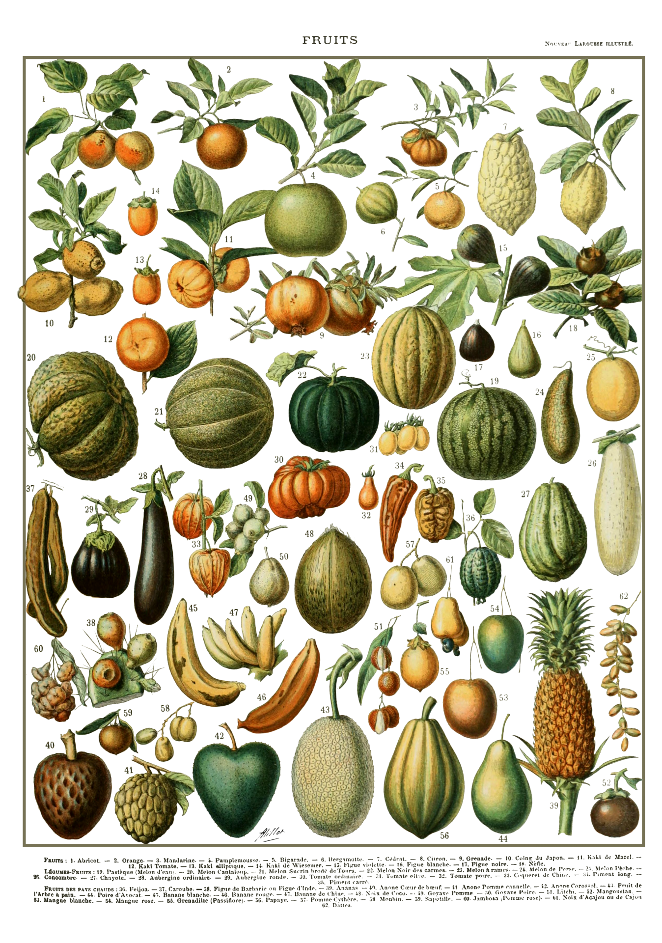Fruits Vintage Art Print