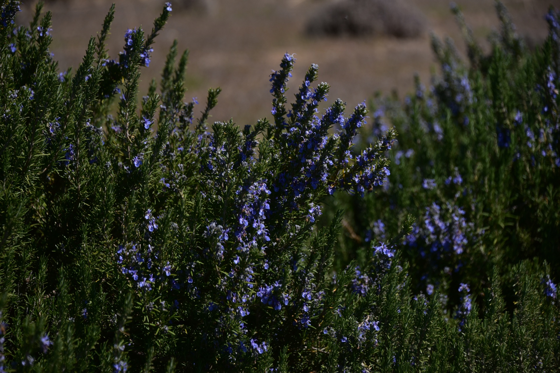 Closeup lavender