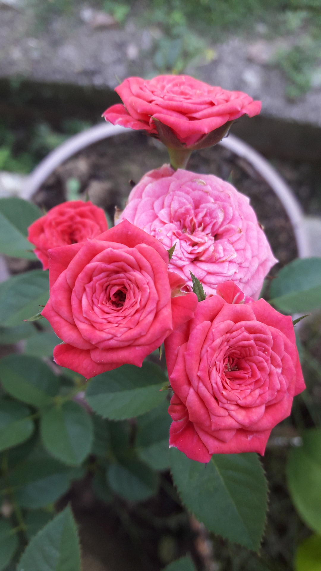 Garden Pink Roses