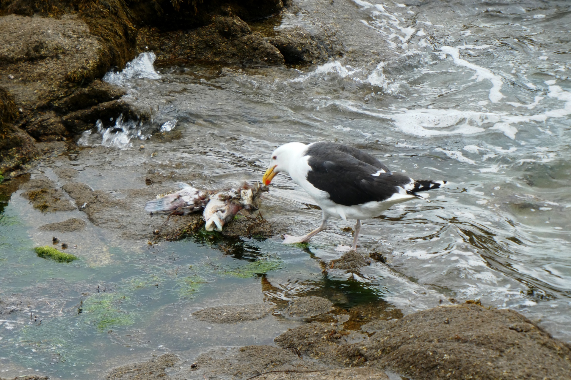 Deep sea gull devouring a fish