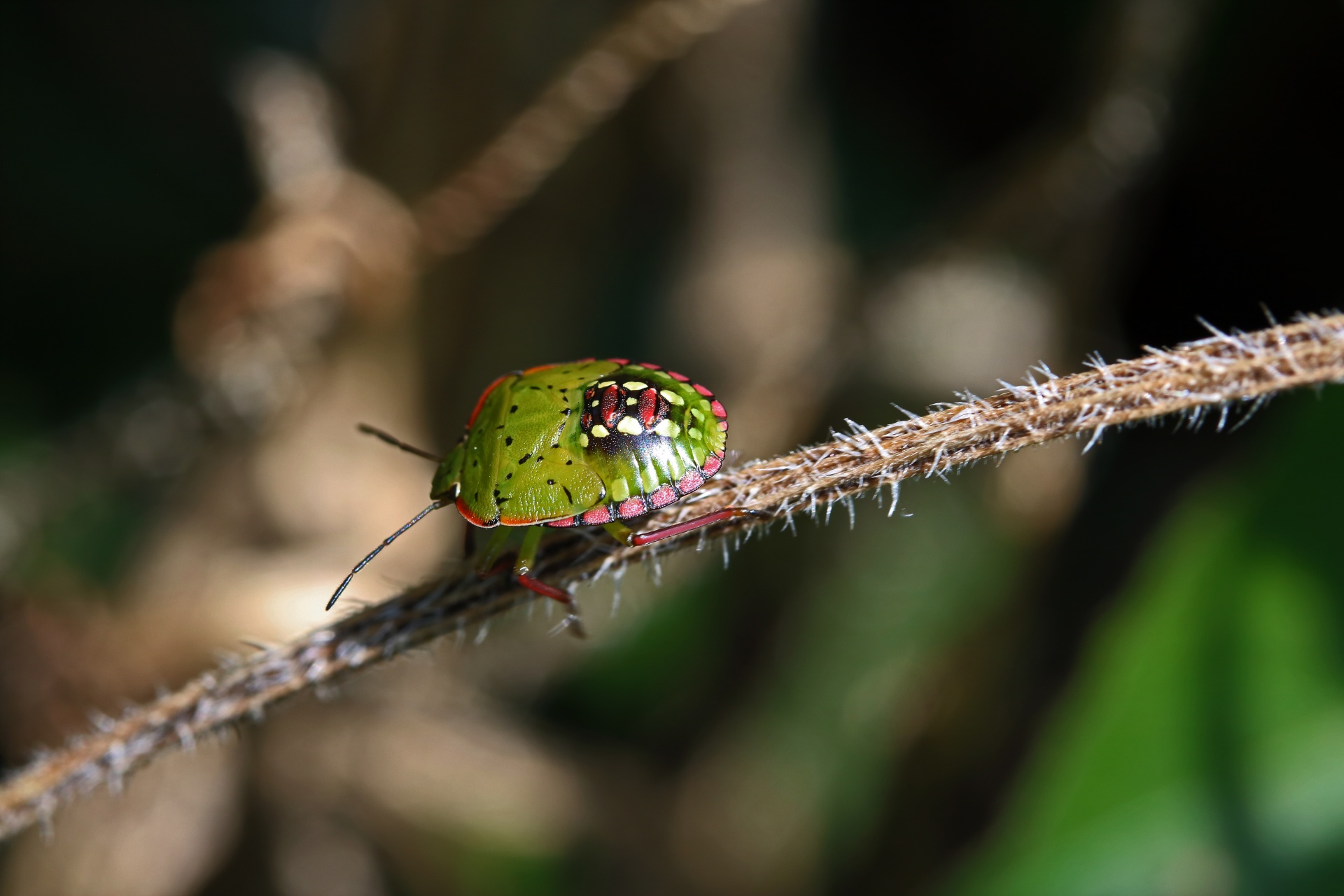 Green And Pink Shield Bug On Branch