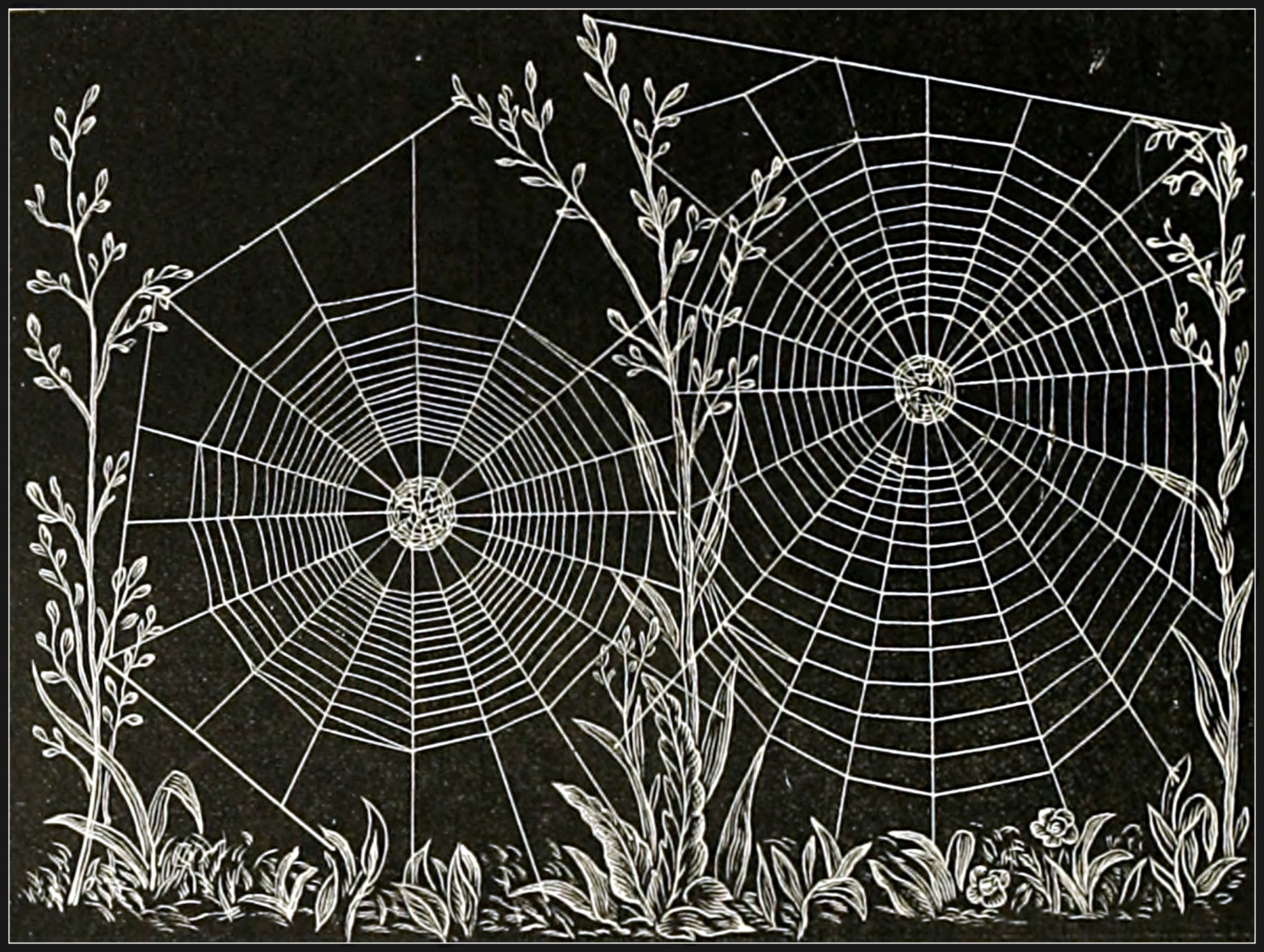 Halloween spider webs landscape night vintage clipart old antique illustration