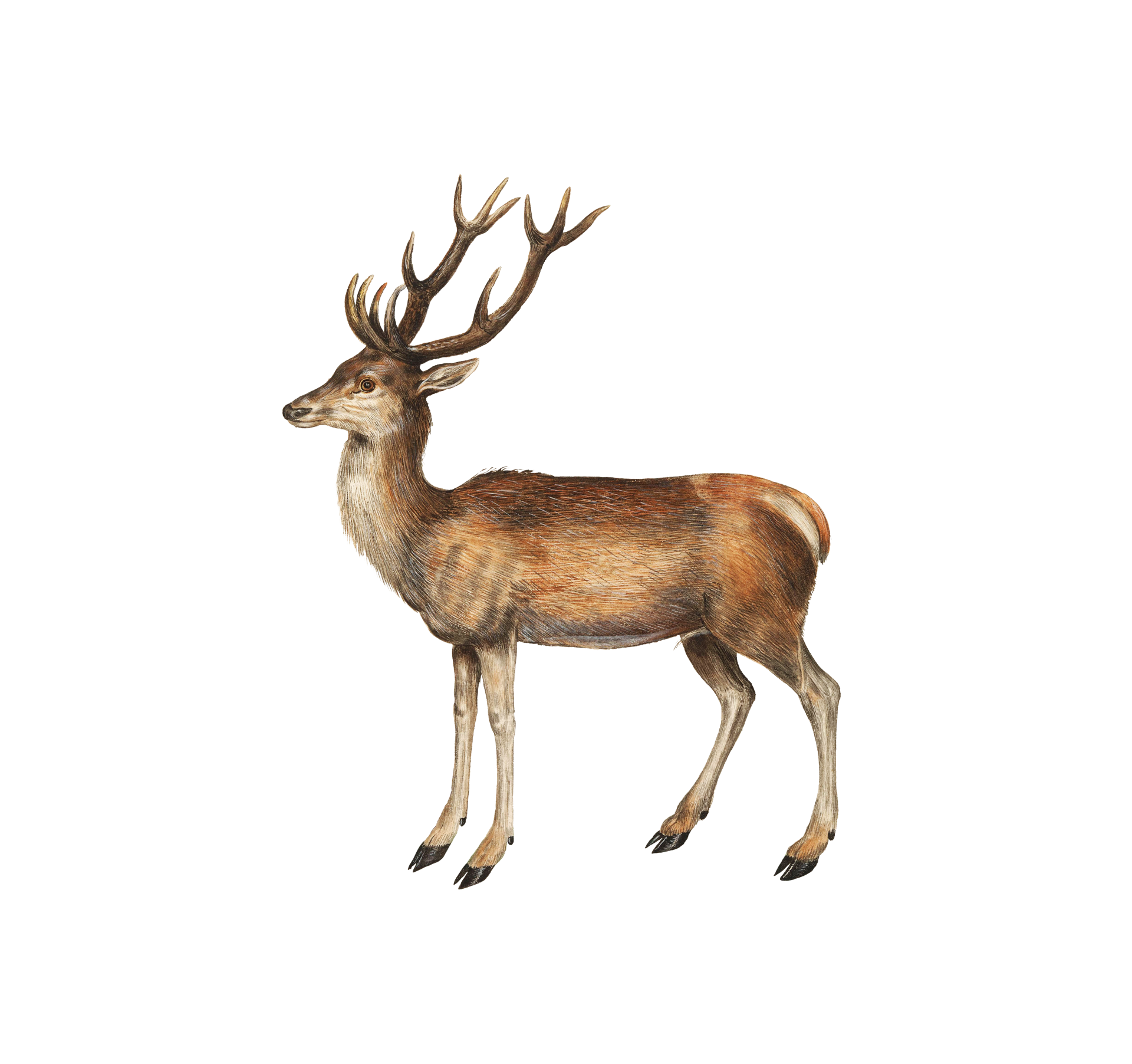 Deer Animal Vintage Clipart