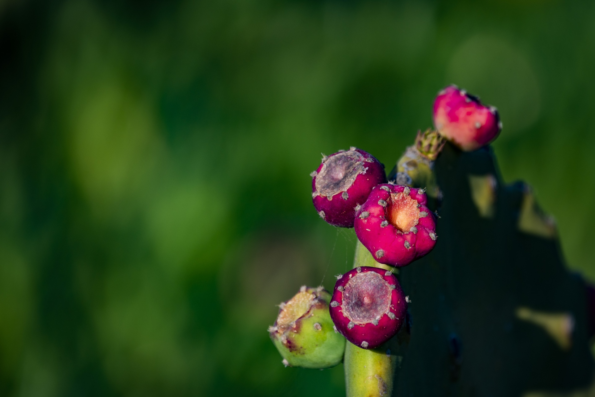 Closeup of cactus flowers