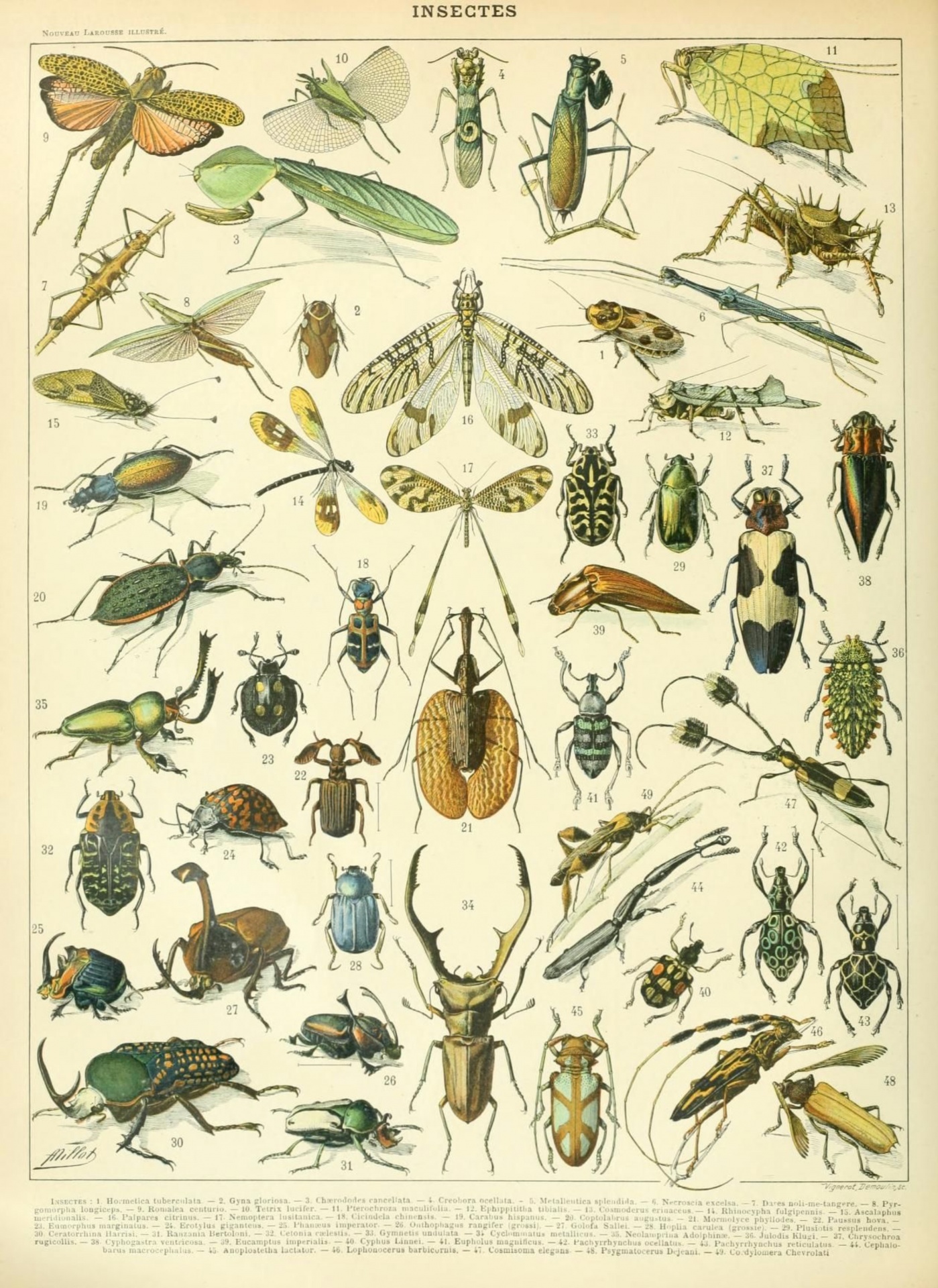 Insect Beetle Vintage Illustration