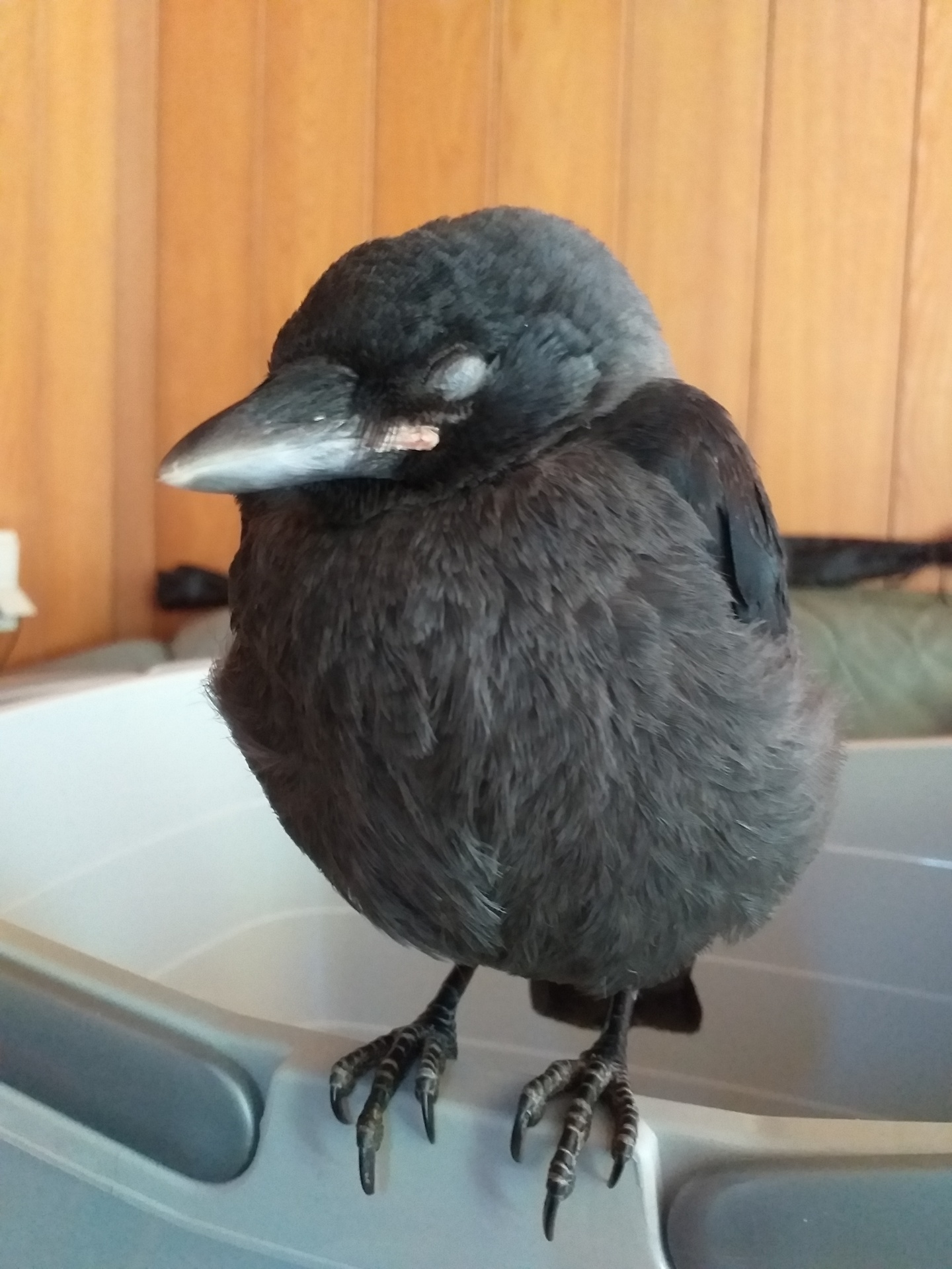 Young Jackdaw Bird Rearing