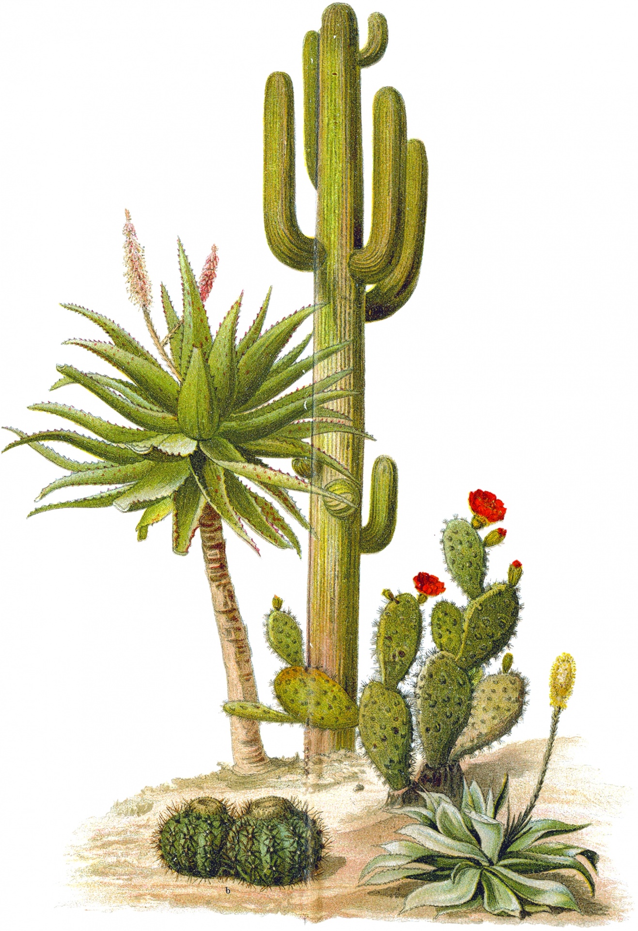 Cactus Cacti Vintage Art