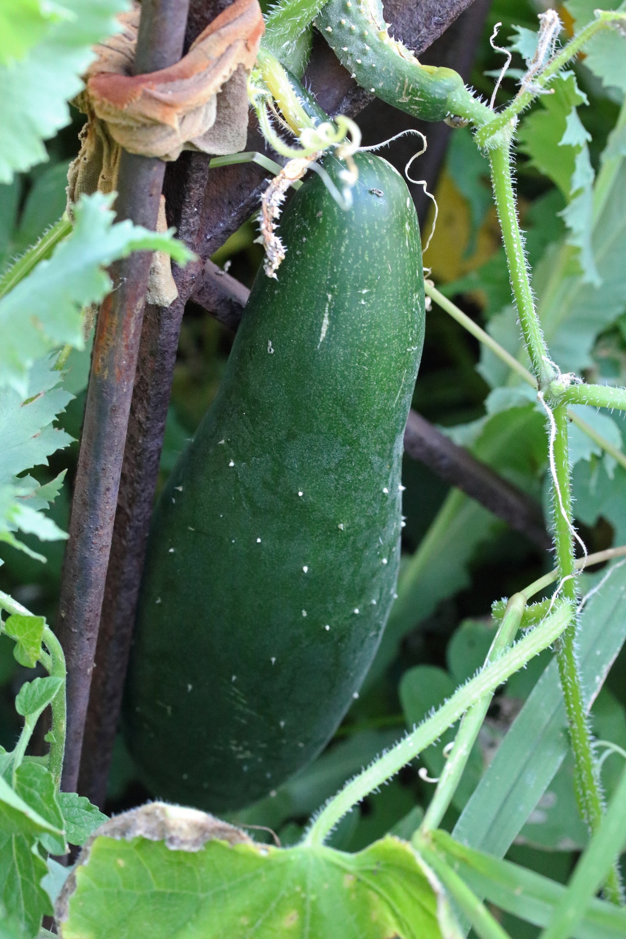 Large Green Cucumber Growing