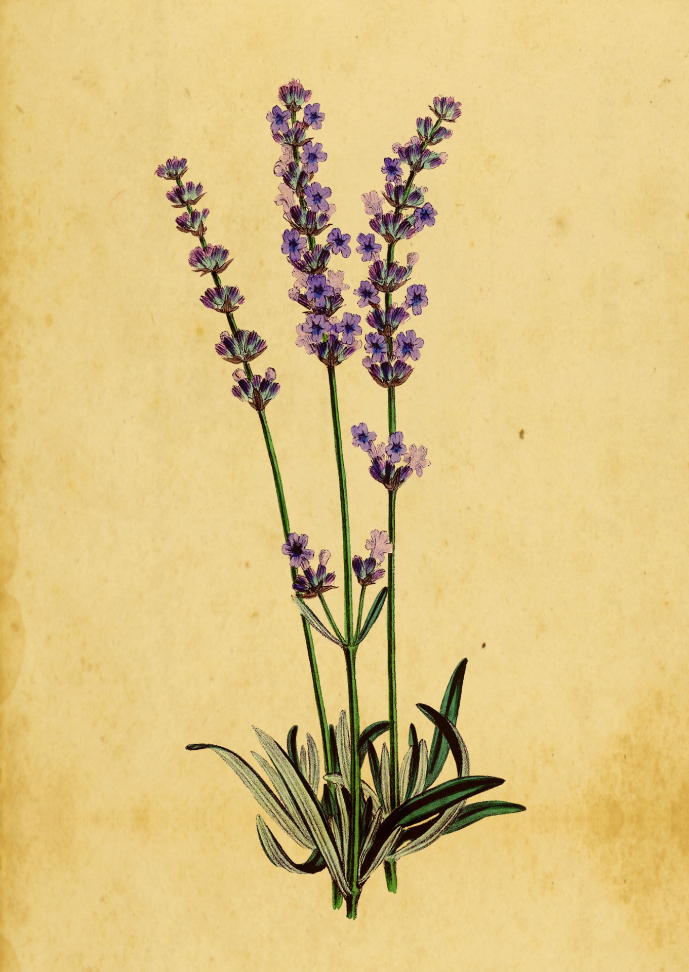 Lavender Flowers Antique Watercolor