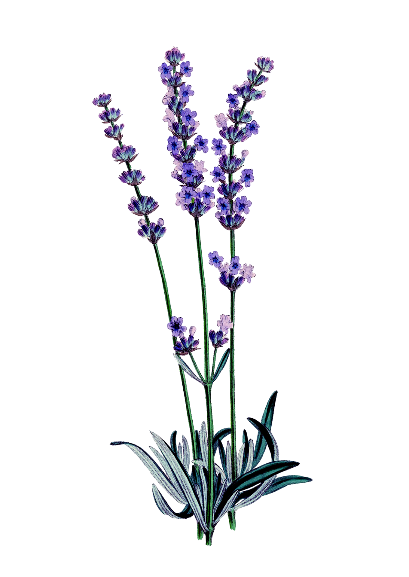 Lavender Flowers Watercolor Clipart
