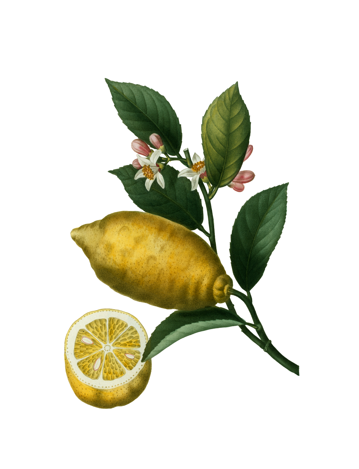 Vintage botanical art illustration of lemons, fruit of the lemon tree clipart on transparent png background