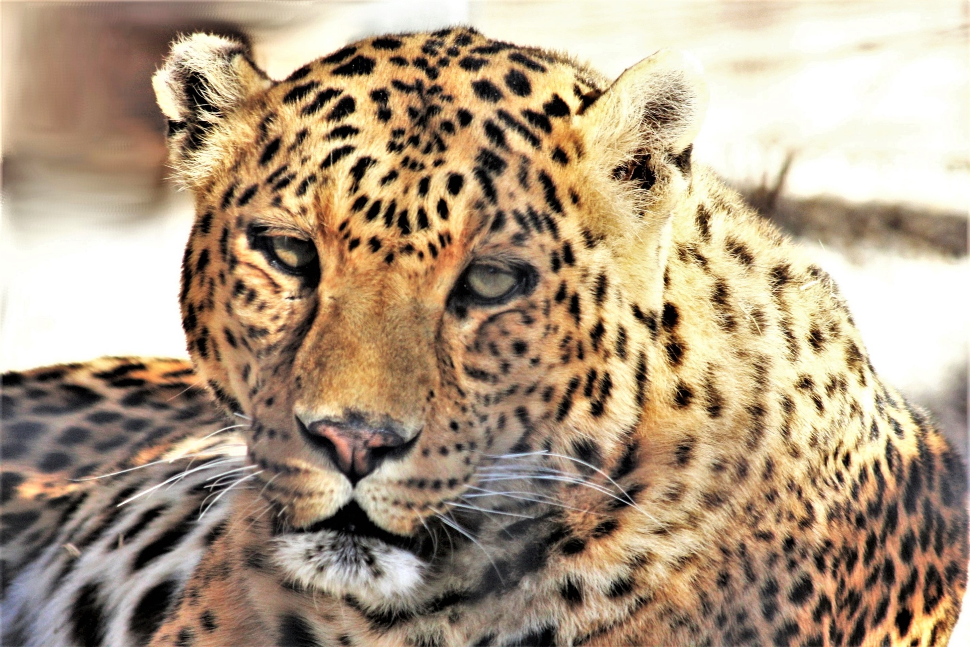 Leopard Resting Portrait