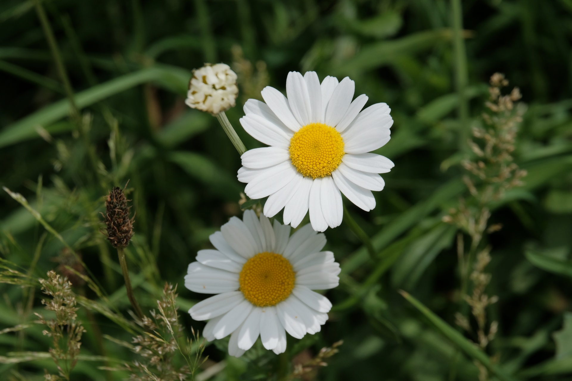 Meadow Daisies