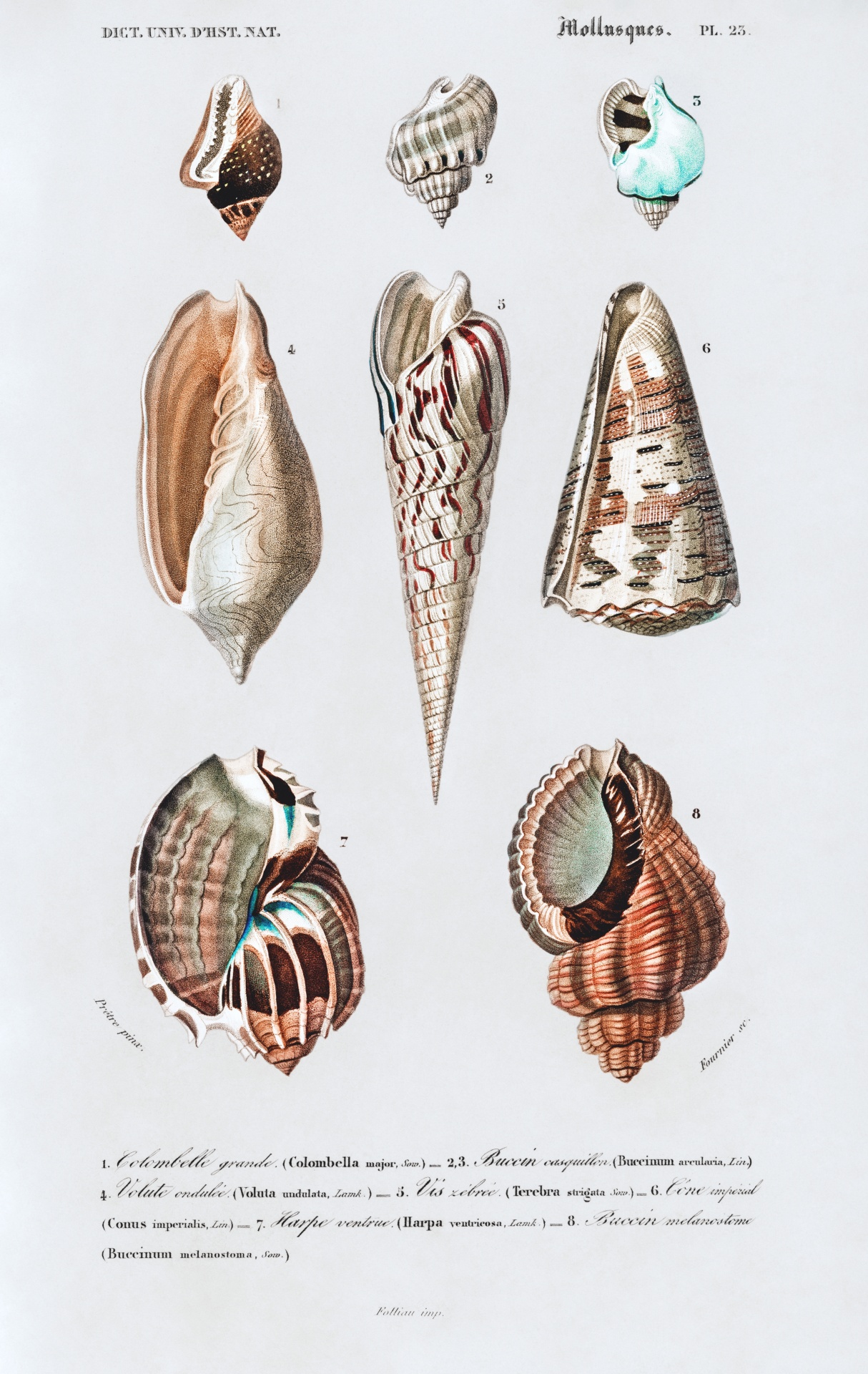 Seashells Tropical Vintage Art