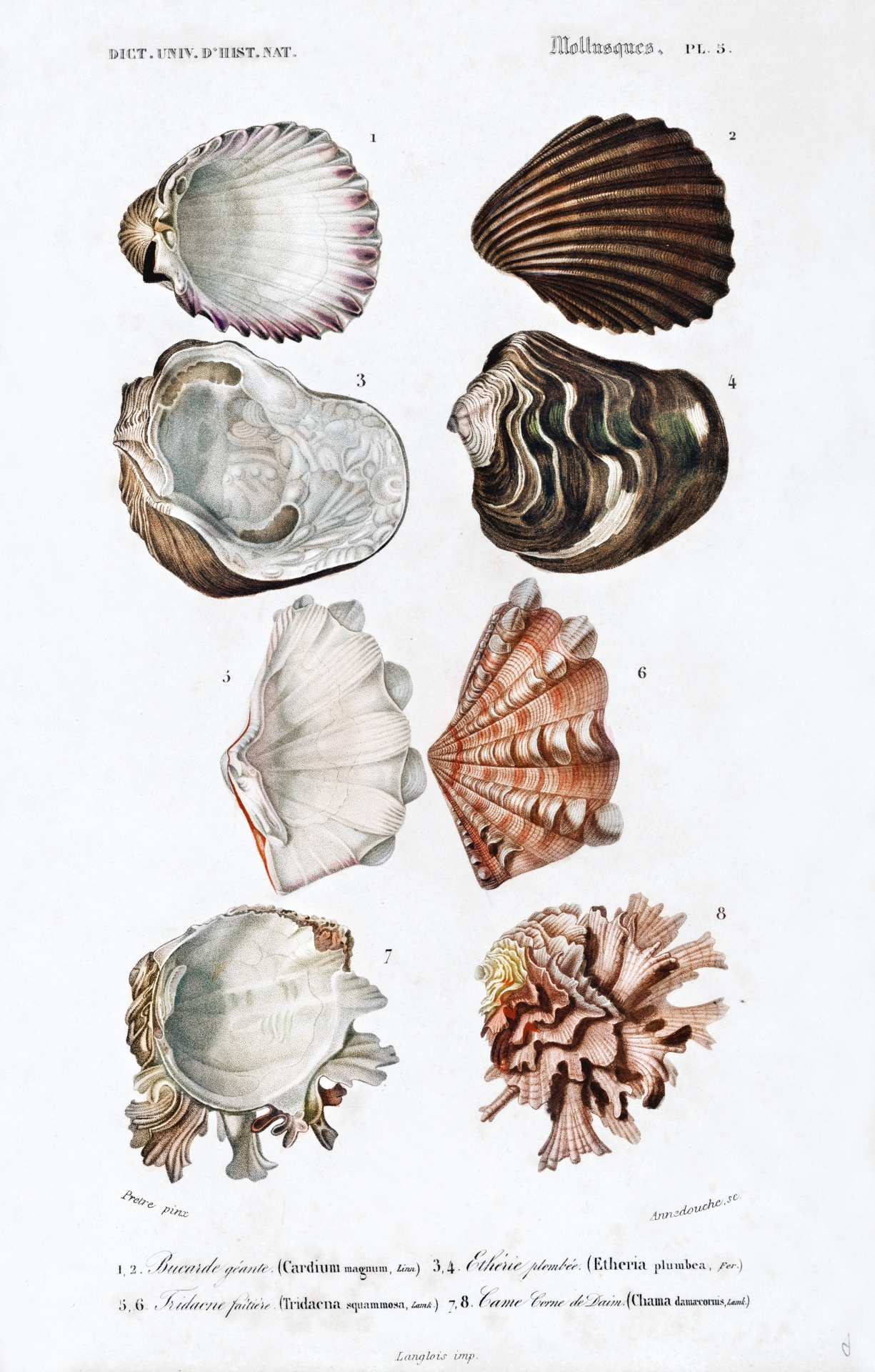 Seashell Snail Fresh Water Salt Water Tropical Vintage Art Old Antique Illustration Poster Print Colorful