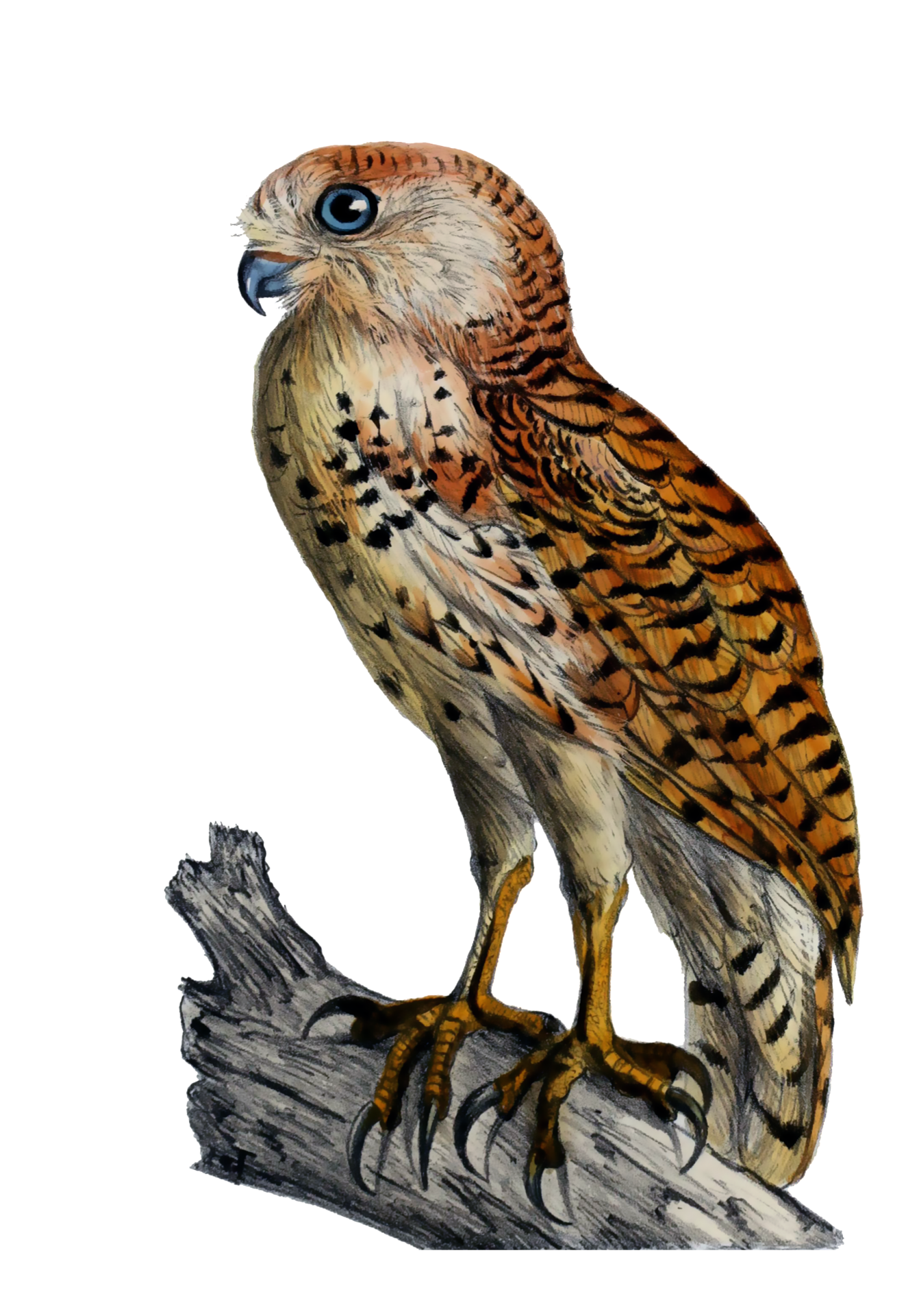 Pels fishing owl bird vintage clipart painting on transparent png background