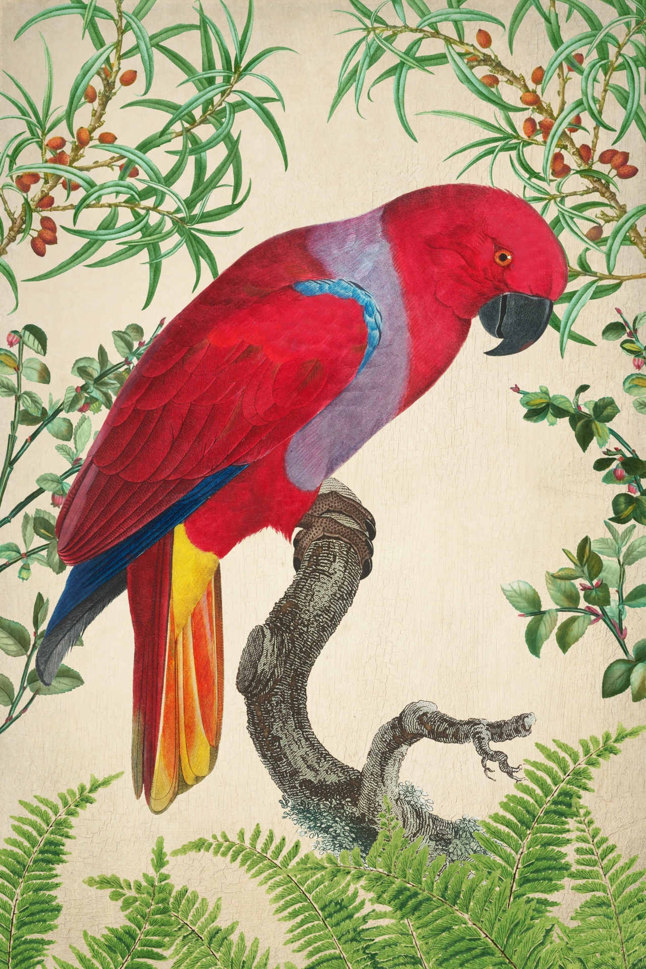 Parrot Vintage Art Poster