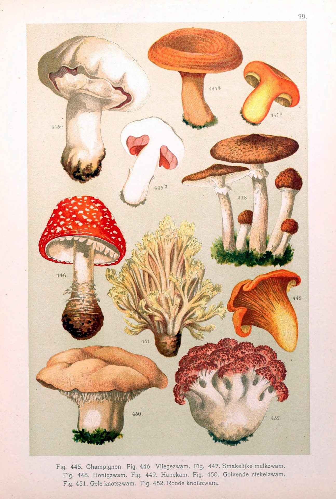 Mushrooms mushroom toadstool poisonous vintage art old antique illustration painting vintage