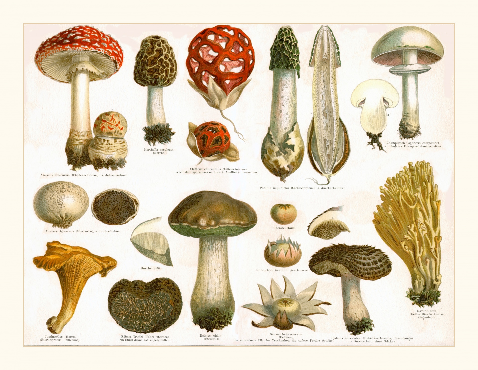 Mushrooms Blackboard Vintage Illustratio