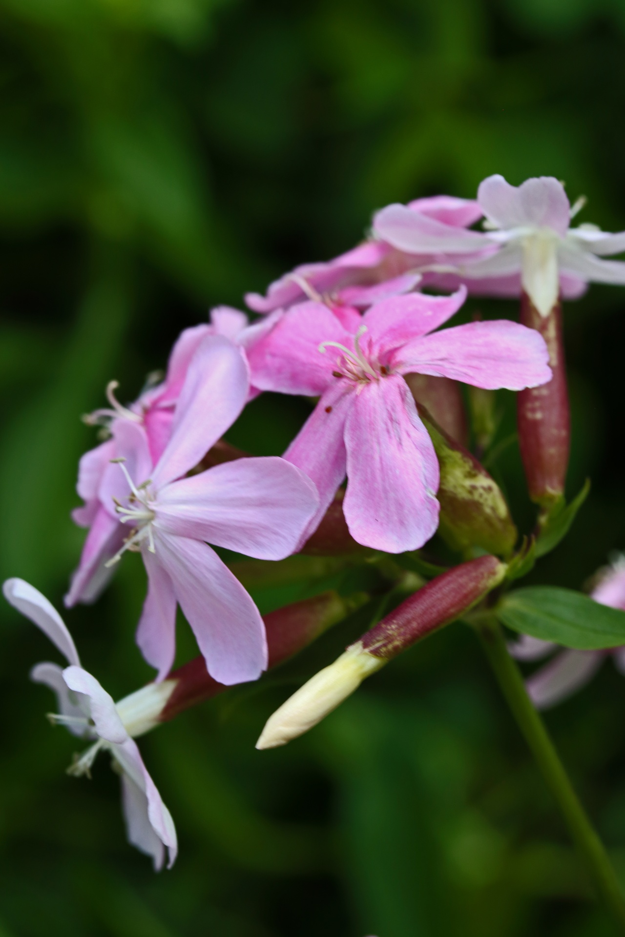 Pink Soapwort Flower
