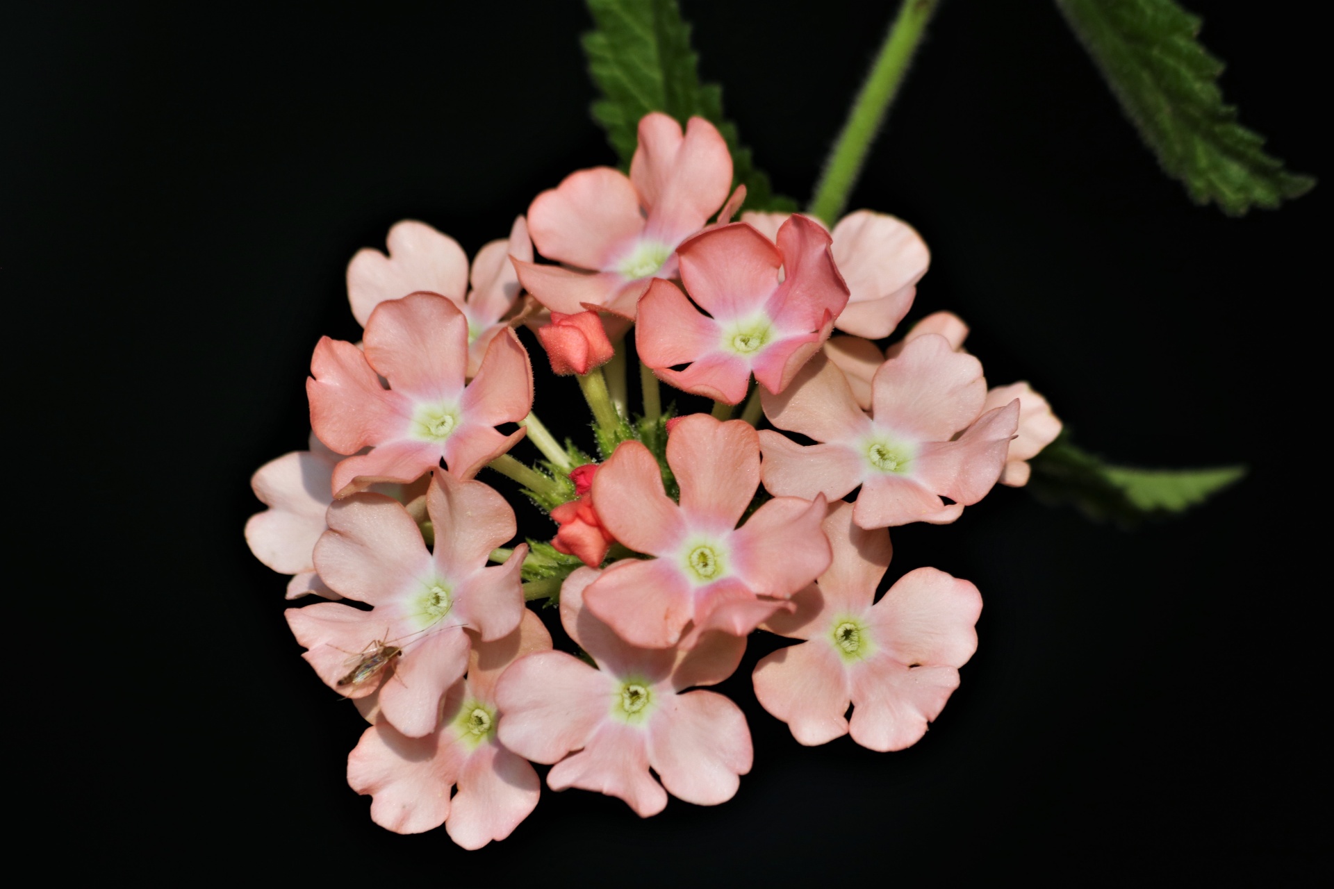Pink Verbena Flowers Macro