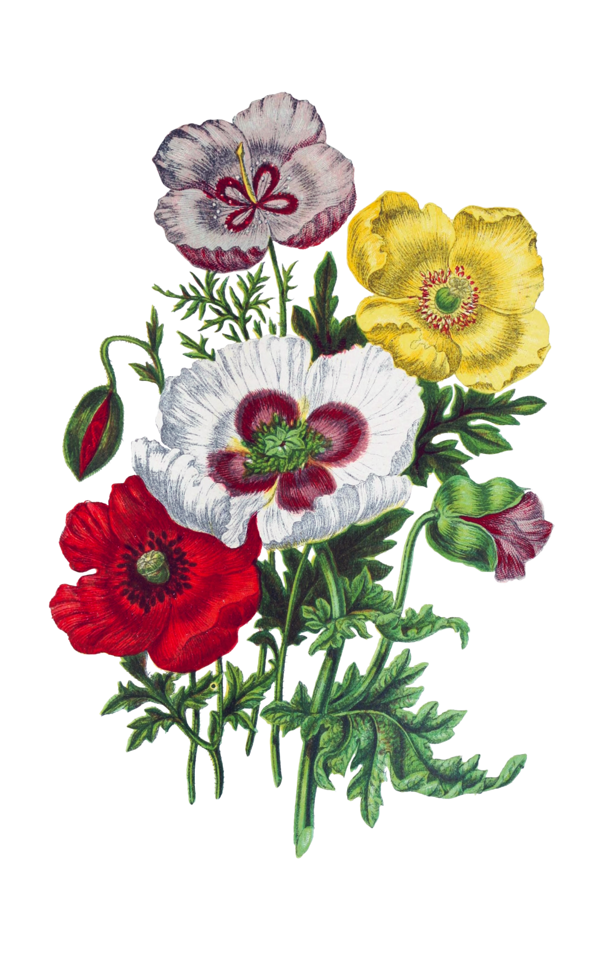 Various varieties of poppy flowers common red poppy, opium poppy, yellow welsh poppy, violet horned poppy on transparent png background