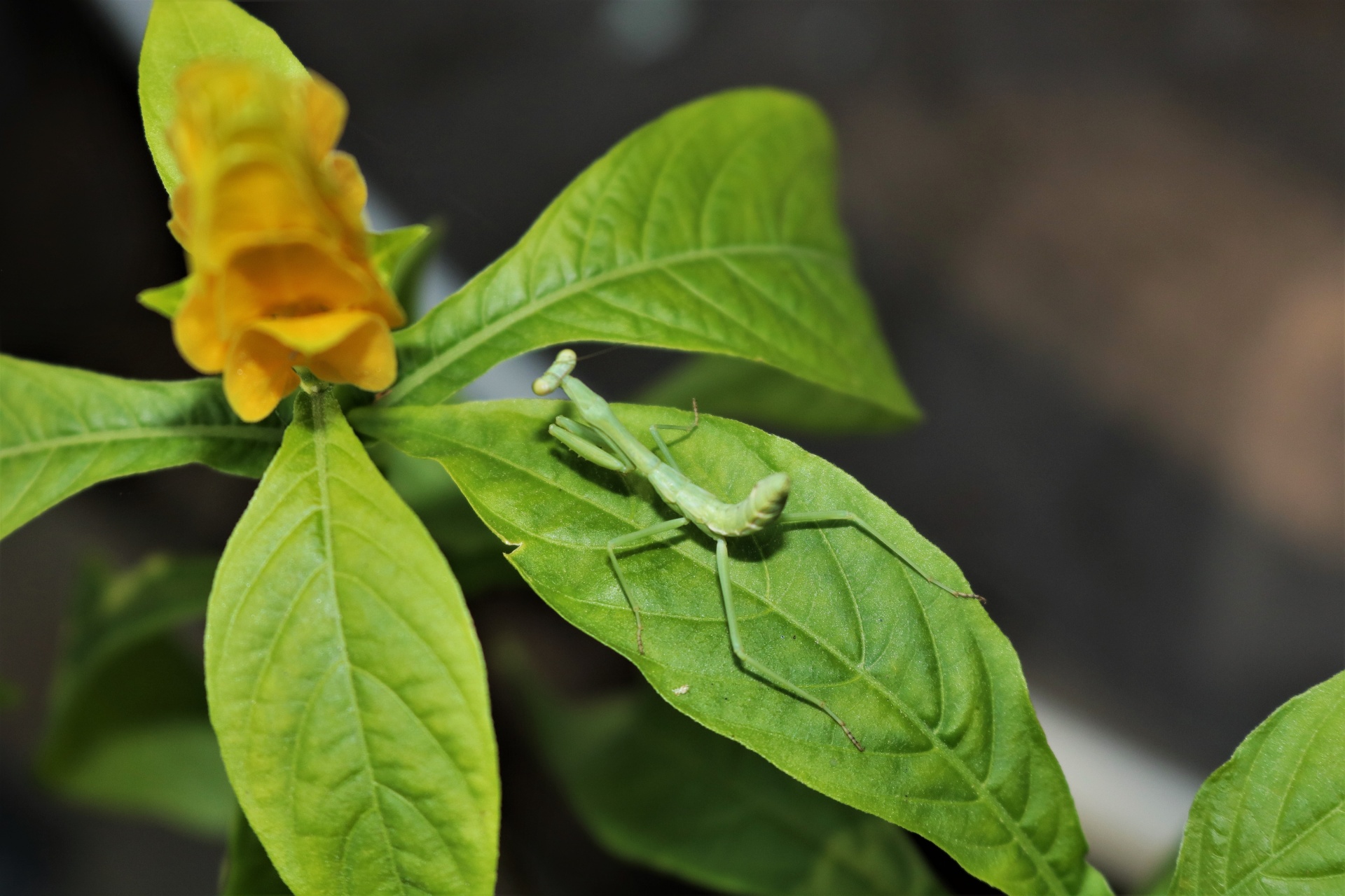 Praying Mantis Resting On Leaf