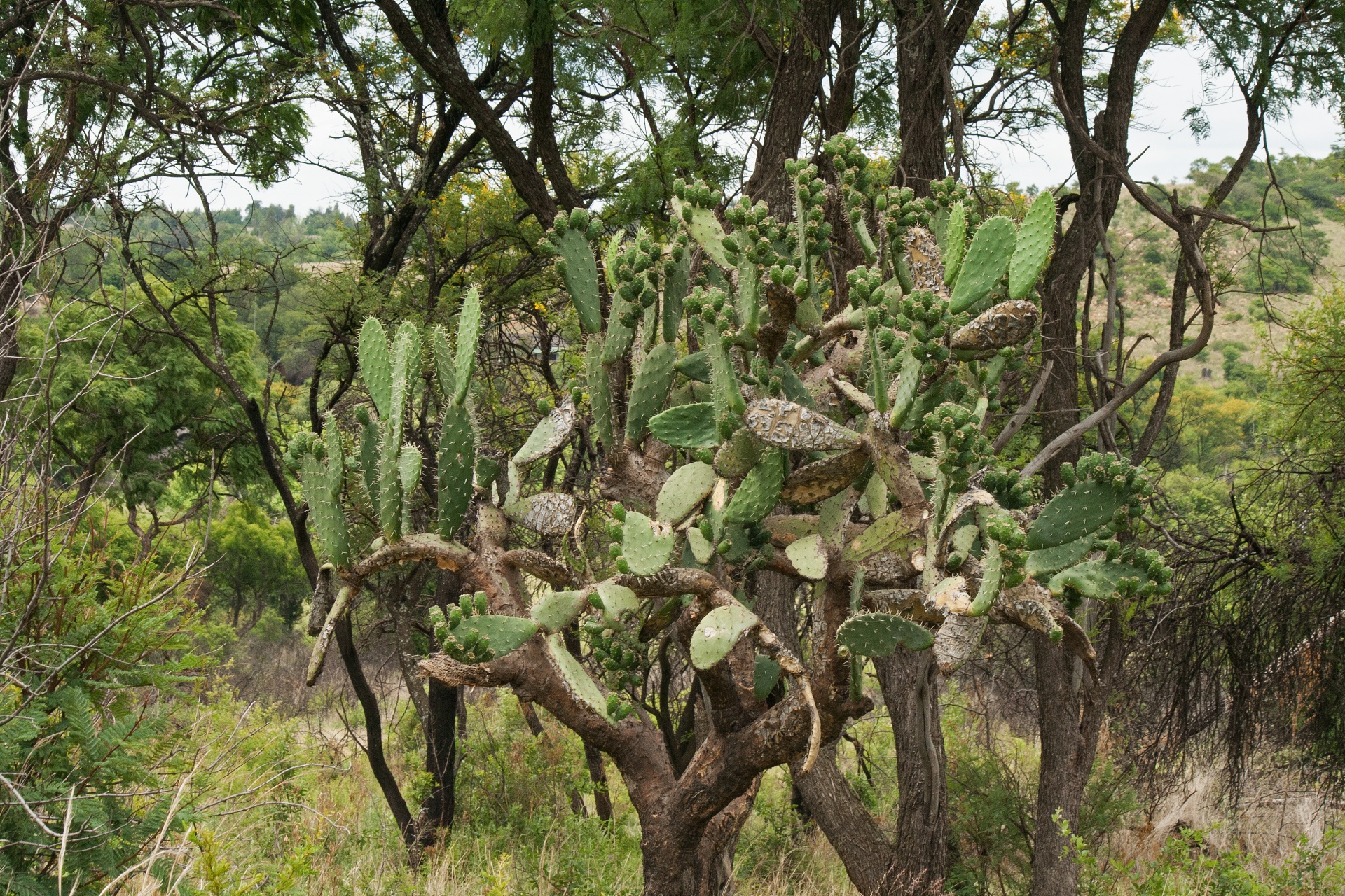 Prickly Pear Tree