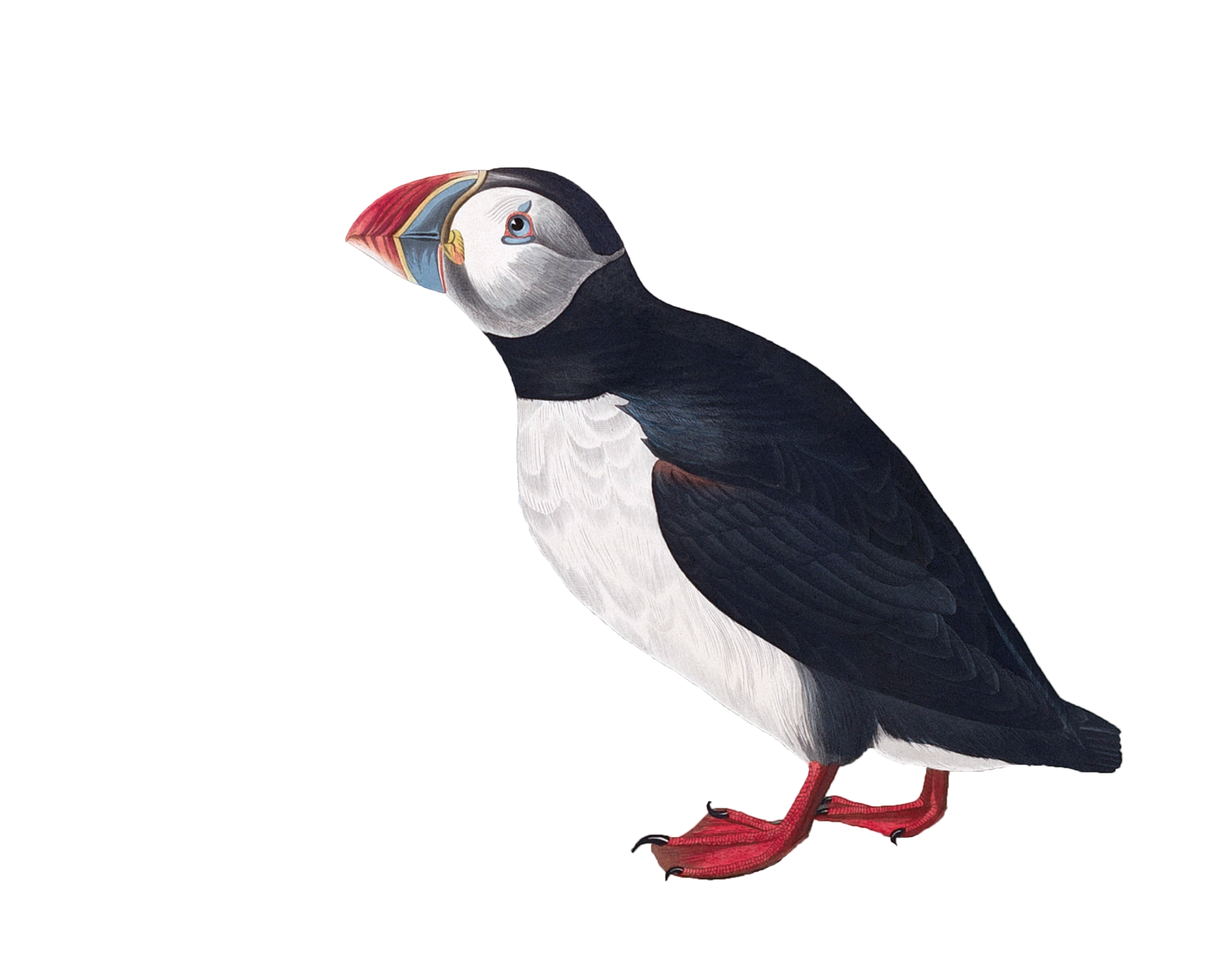 Puffin vintage clipart painting from 1835 on transparent png background