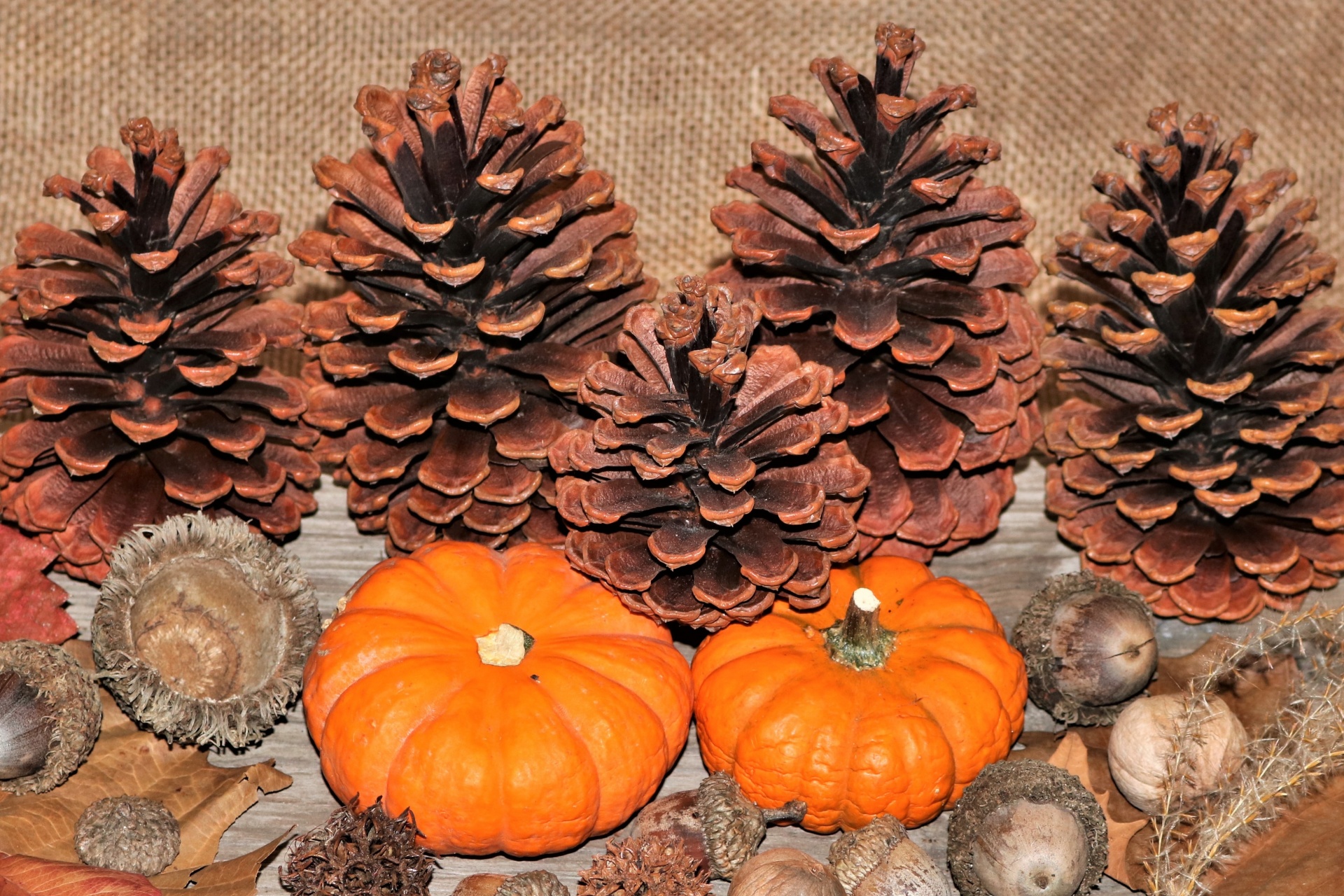 Close-up of two little pumpkins with pine cones and acorns.