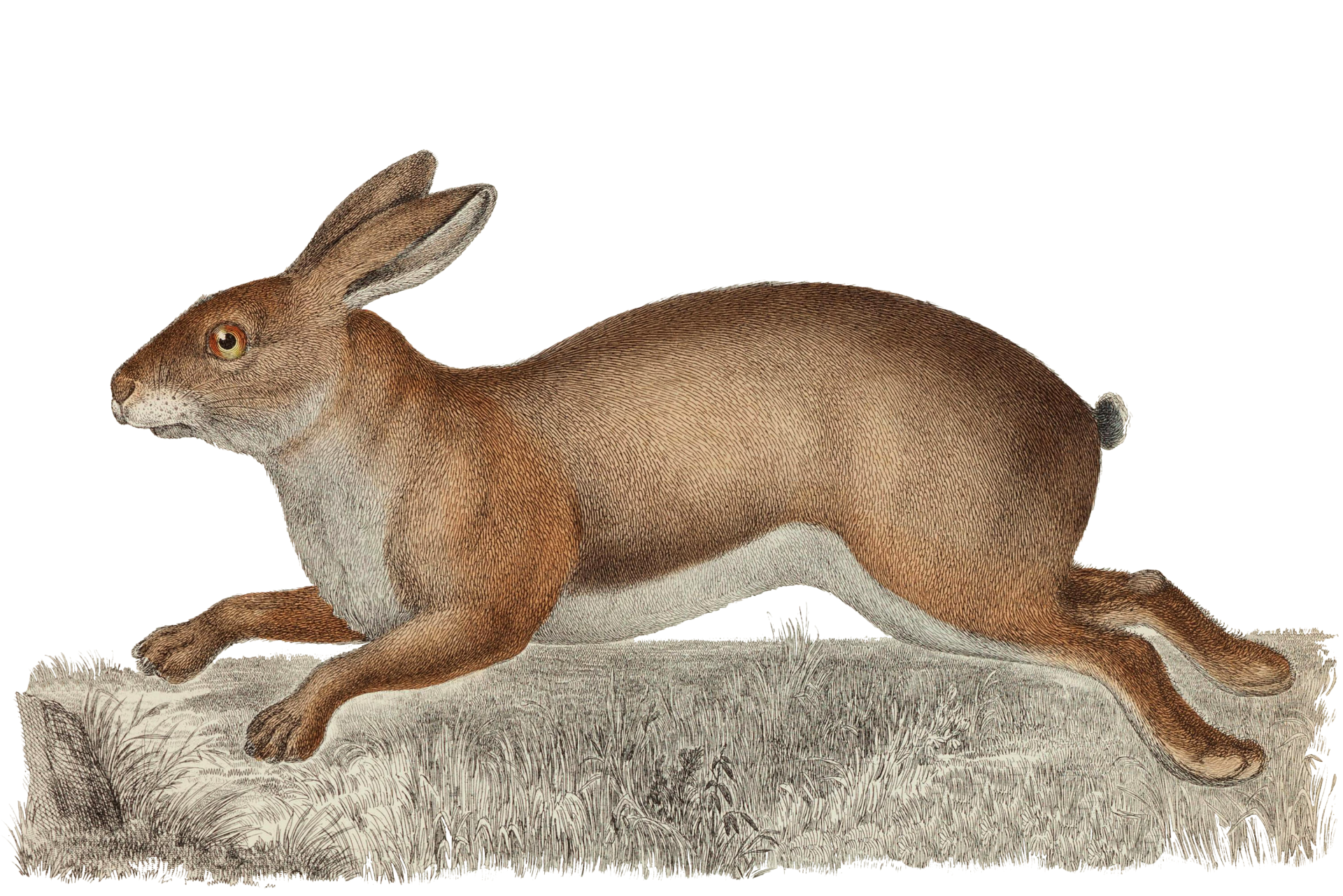 Rabbit Vintage Art Illustration