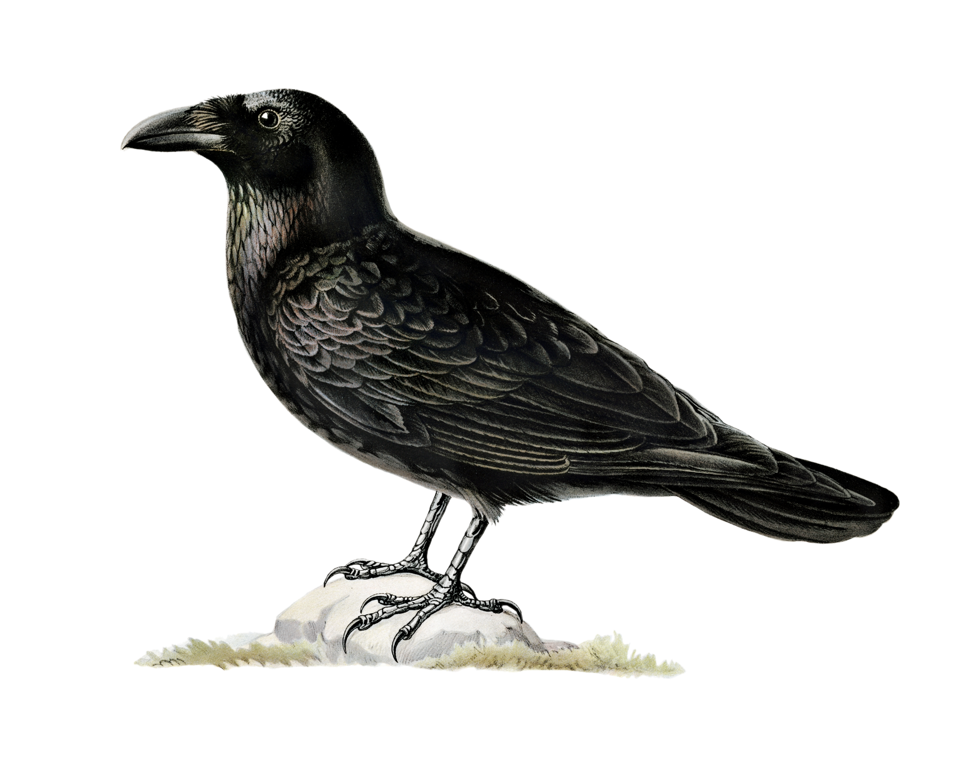 Raven Crow Bird Clipart