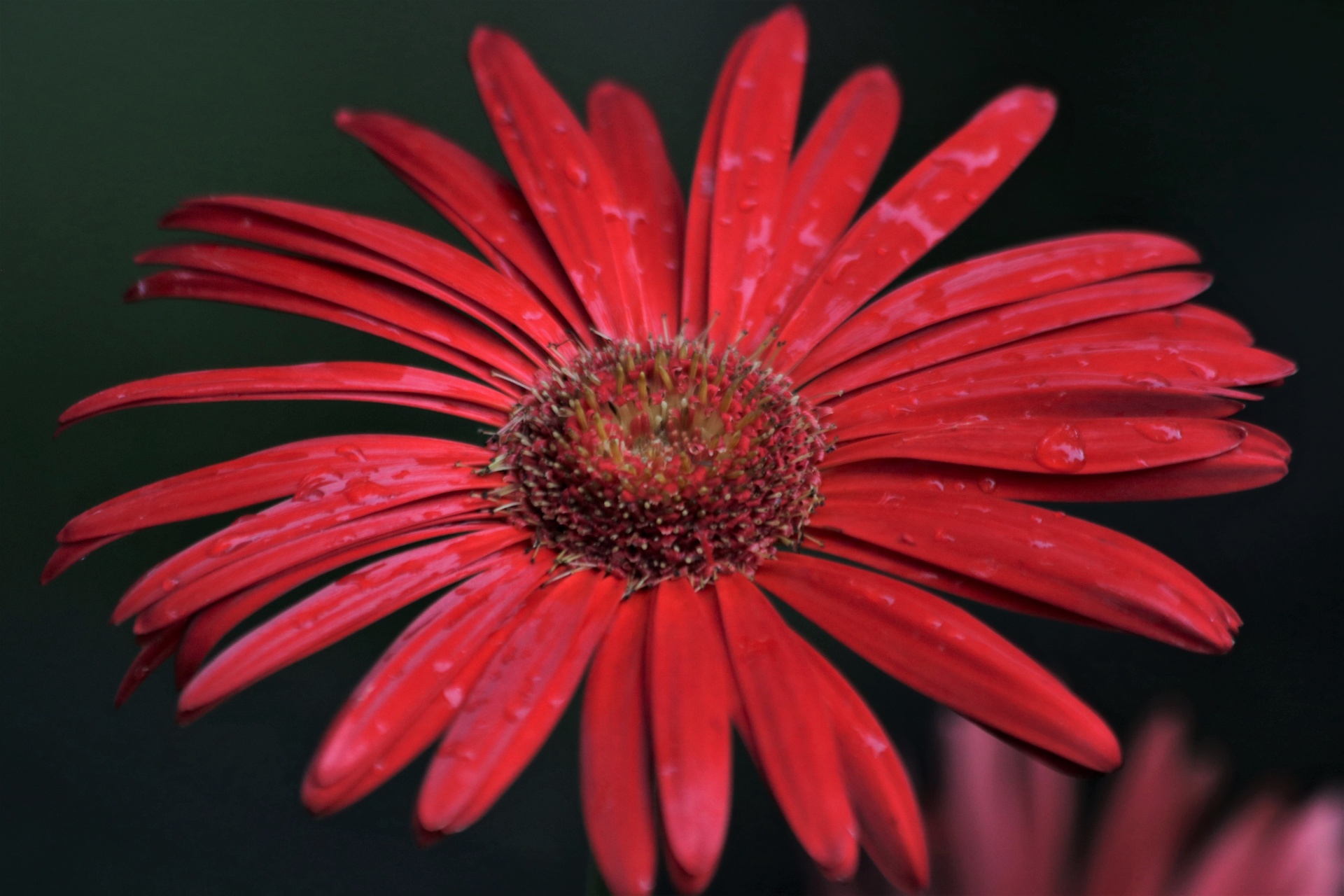 Red Gerbera Daisy And Rain Drops