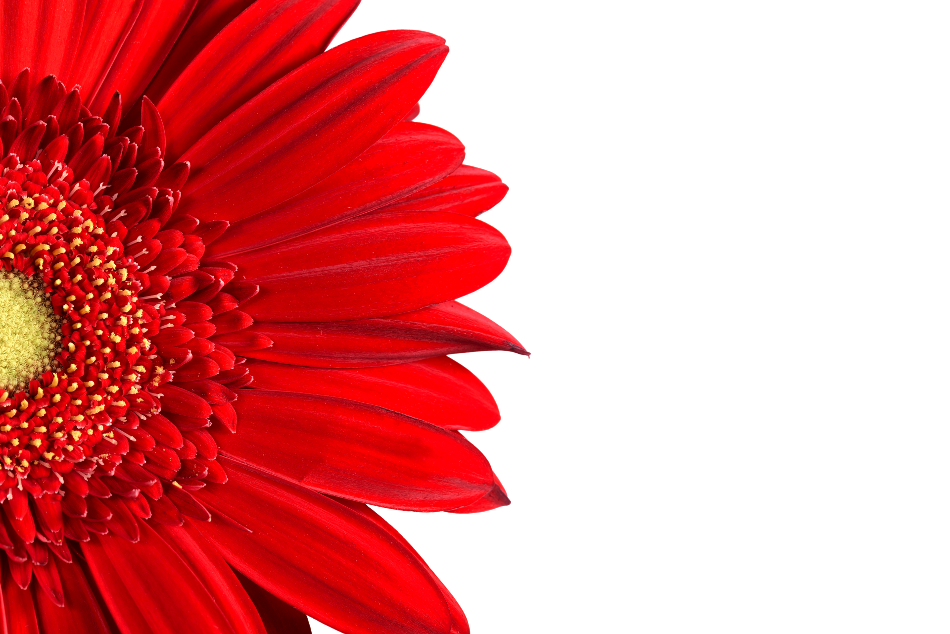 Red Gerbera Daisy