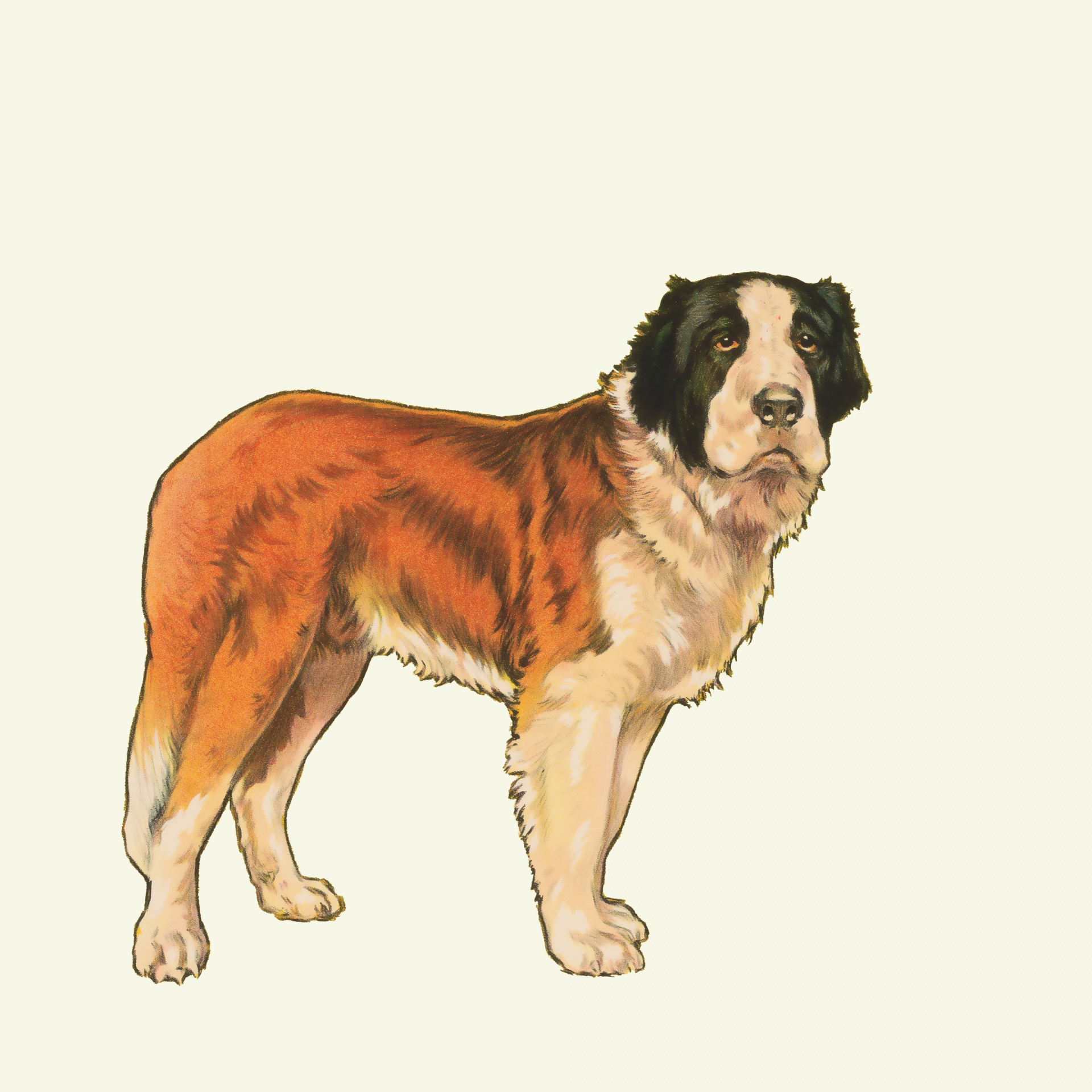 Vintage illustration of a saint bernard dog clipart isolated on off white background