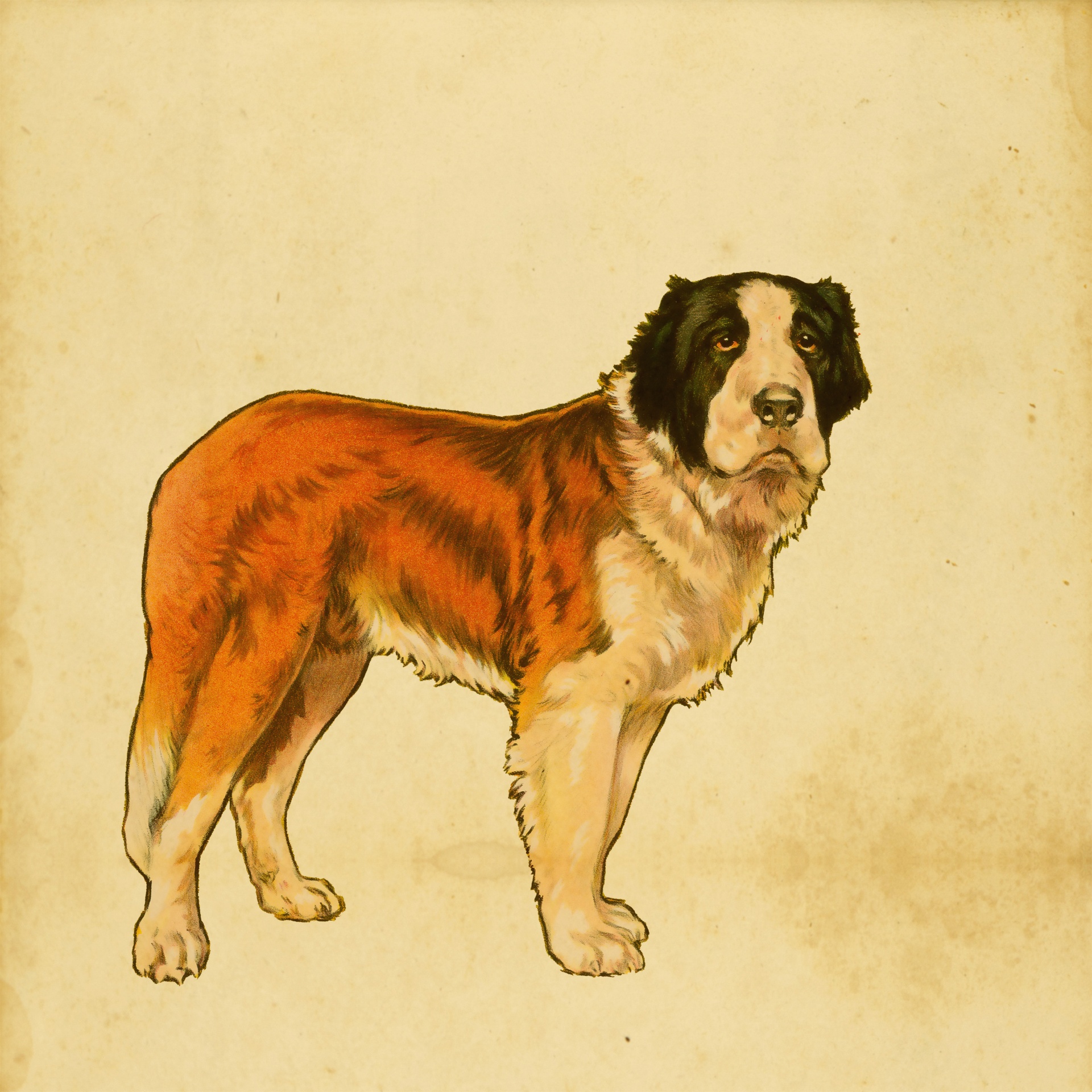 Vintage illustration of a saint bernard dog clipart isolated on antique paper background