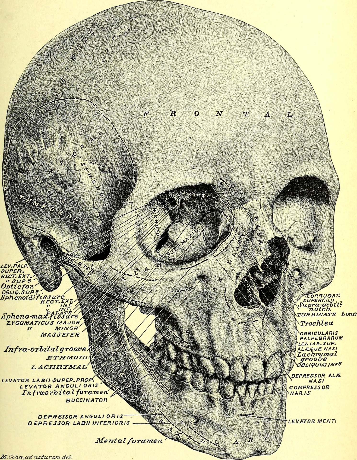 Skull Human Anatomy Vintage