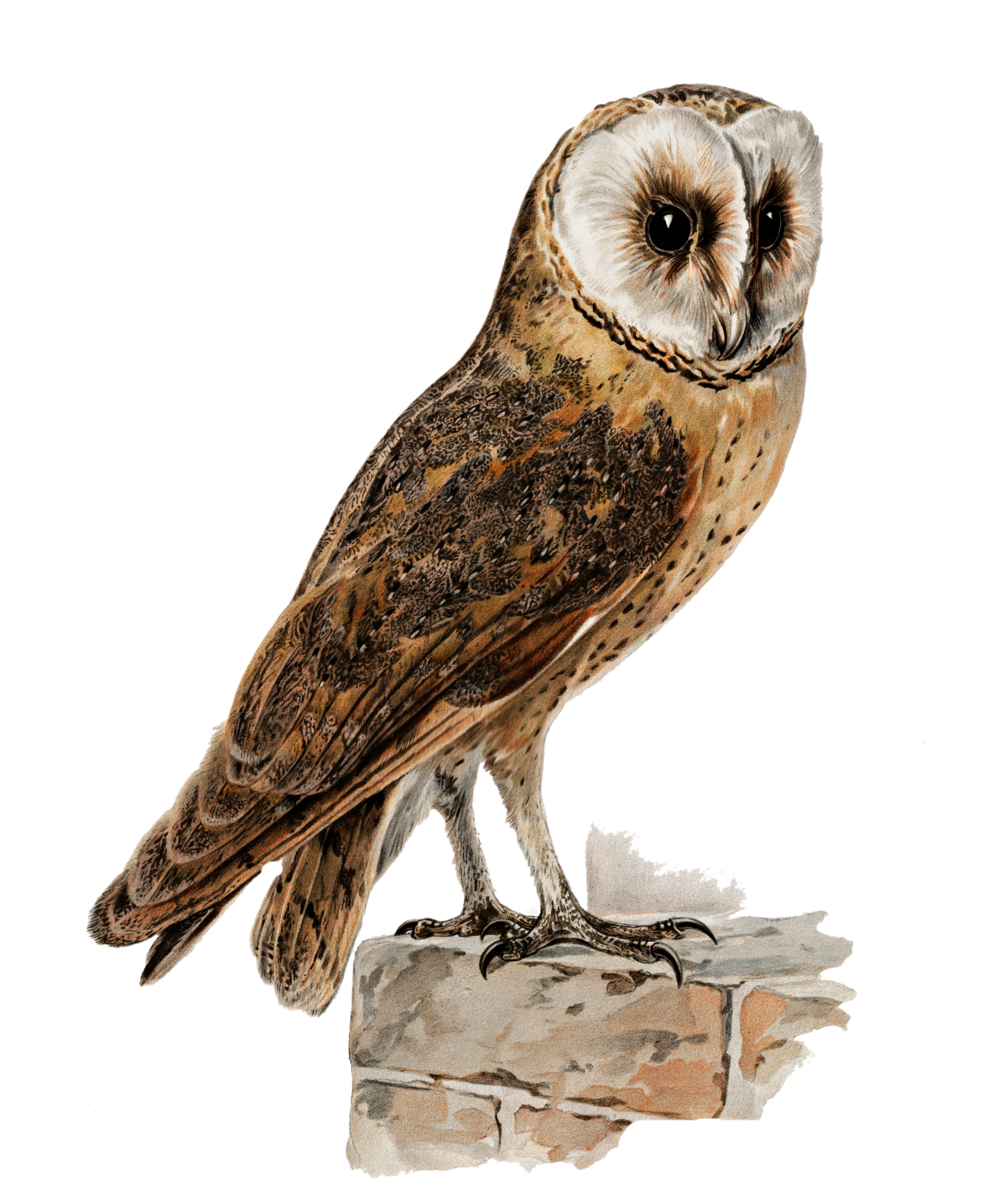 Barn Owl Clipart Stickers