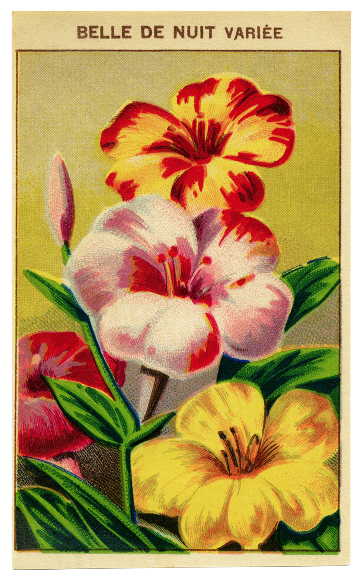 Seed Packet Vintage Flowers